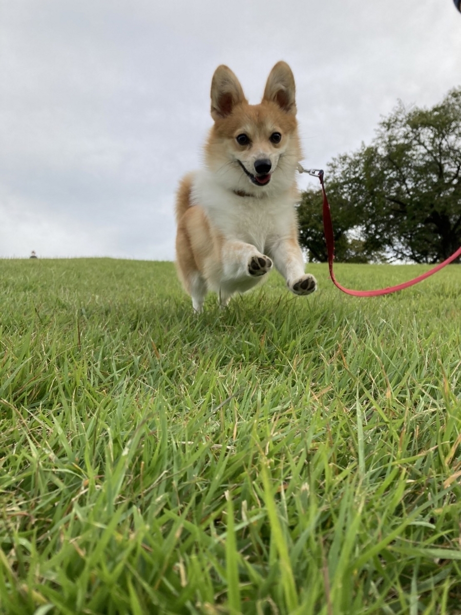 □姉御さま専用愛犬ミツバチコーギーちゃんストラップオーダー確認用ページ□ペット □姉御さま専用愛犬ミツバチコーギーちゃんストラップオーダー確認用, image size:900x1200