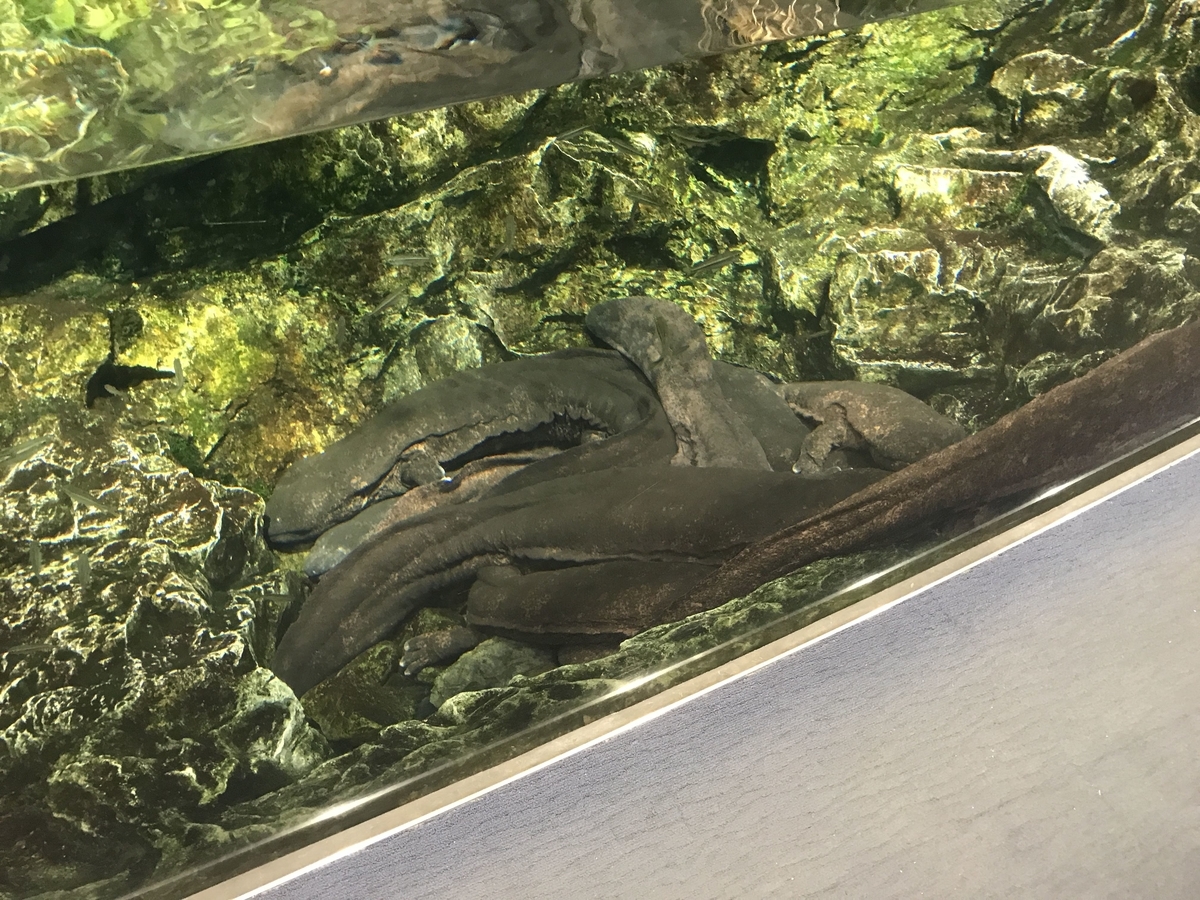 f:id:kffk:20190913112152j:plain