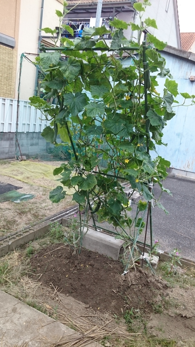 f:id:kfujiiasa:20190801140234j:plain f:id:kfujiiasa:20190801140234j:plain