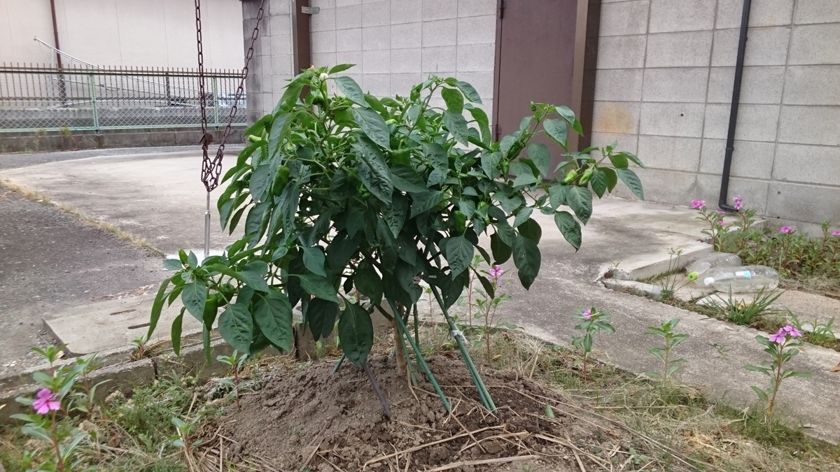 f:id:kfujiiasa:20190801140630j:plain f:id:kfujiiasa:20190801140630j:plain