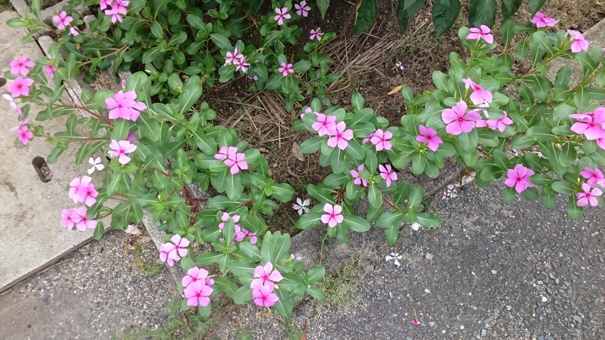 f:id:kfujiiasa:20190907161231j:plain f:id:kfujiiasa:20190907161231j:plain
