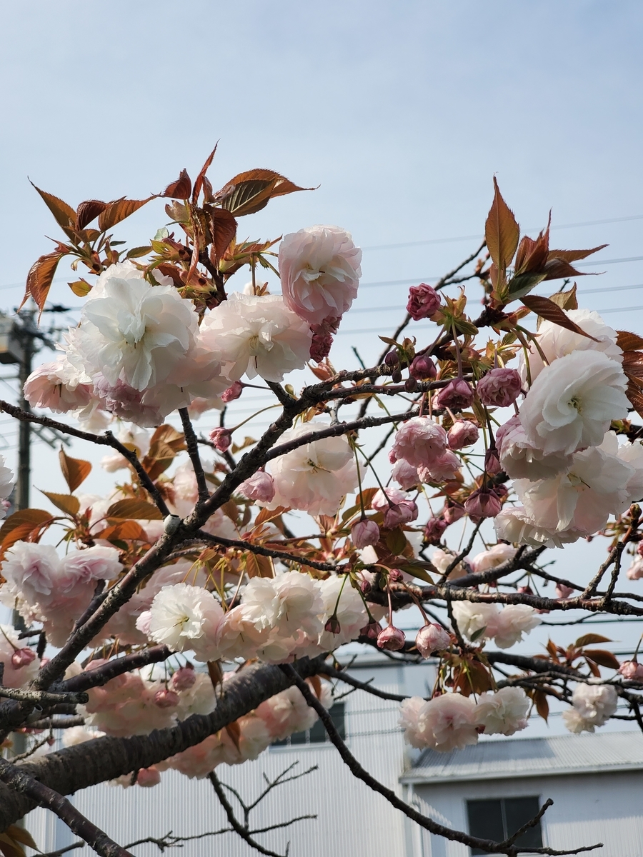 f:id:kfujiiasa:20200415152333j:plain