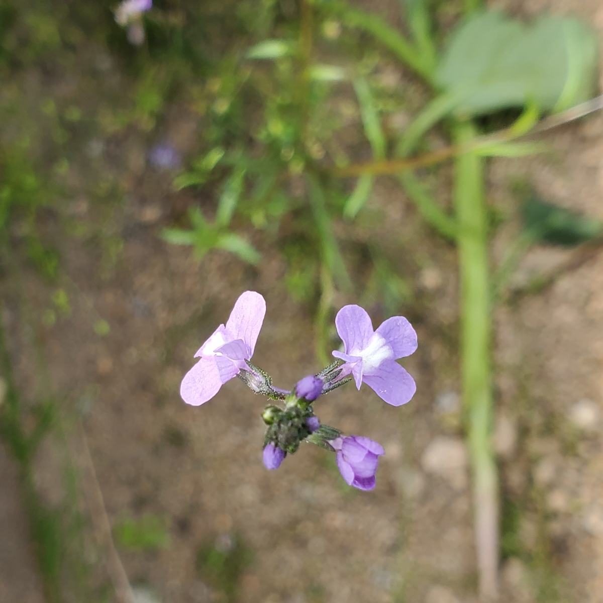 f:id:kfujiiasa:20200426091229j:plain f:id:kfujiiasa:20200426091229j:plain
