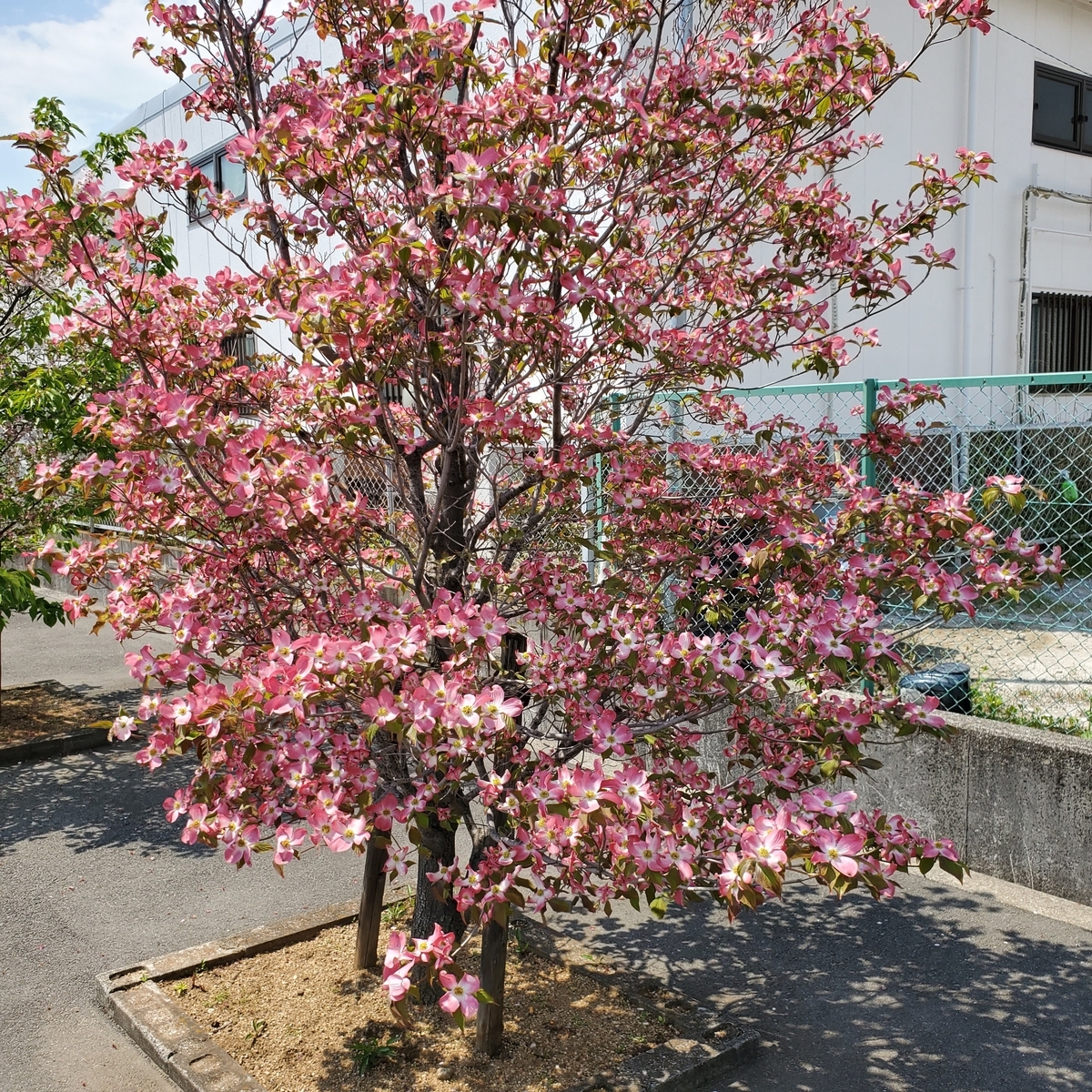 f:id:kfujiiasa:20200428133211j:plain f:id:kfujiiasa:20200428133211j:plain