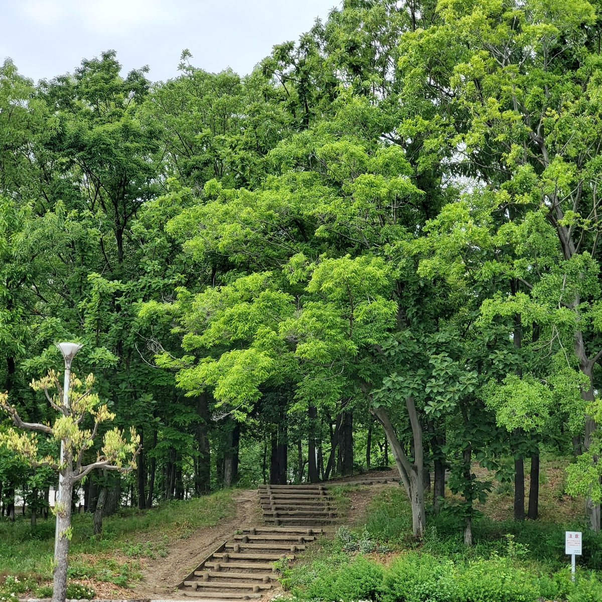 f:id:kfujiiasa:20200519154925j:plain f:id:kfujiiasa:20200519154925j:plain