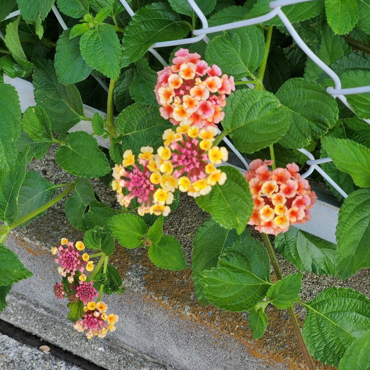 f:id:kfujiiasa:20200525072434j:plain f:id:kfujiiasa:20200525072434j:plain