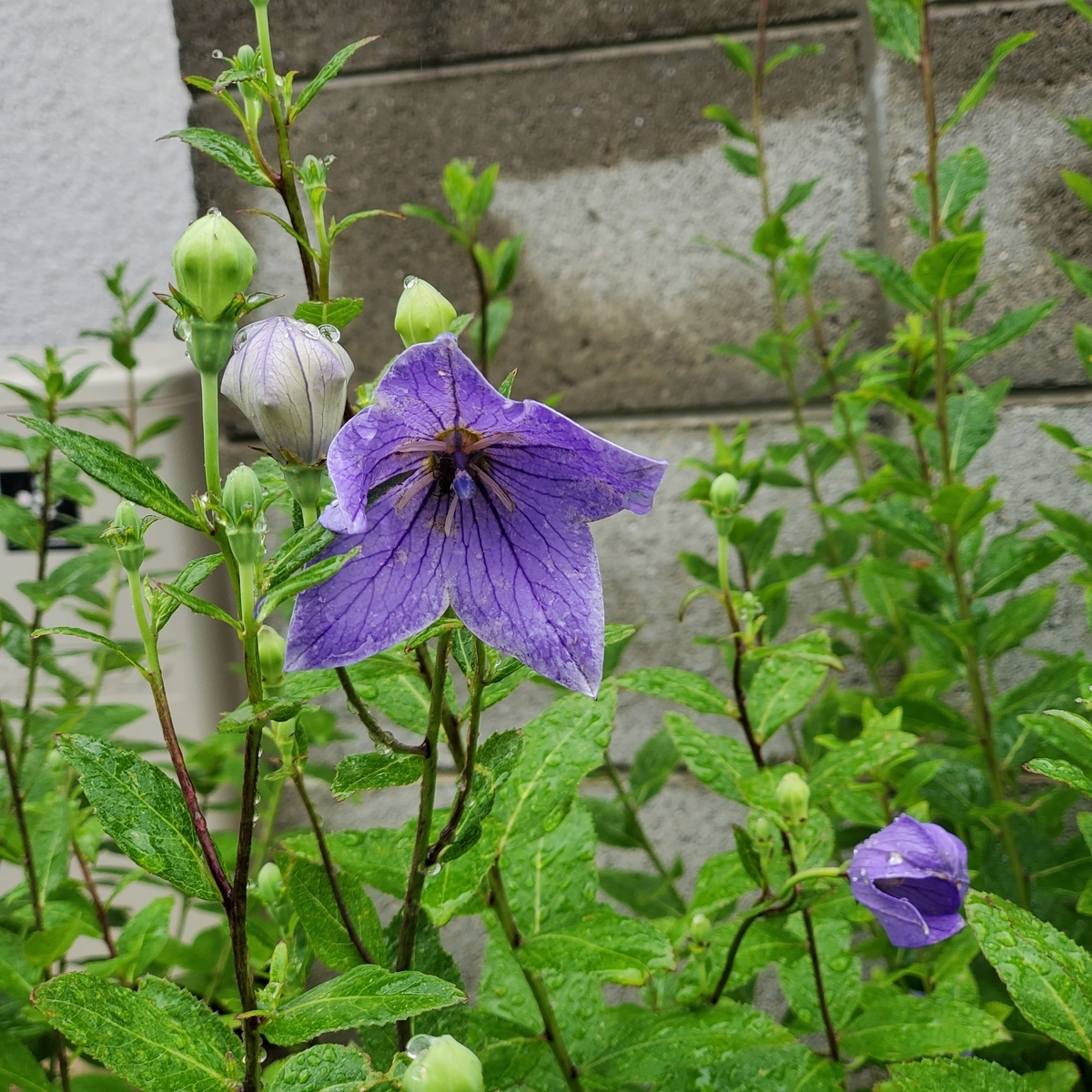 f:id:kfujiiasa:20200612085807j:plain f:id:kfujiiasa:20200612085807j:plain