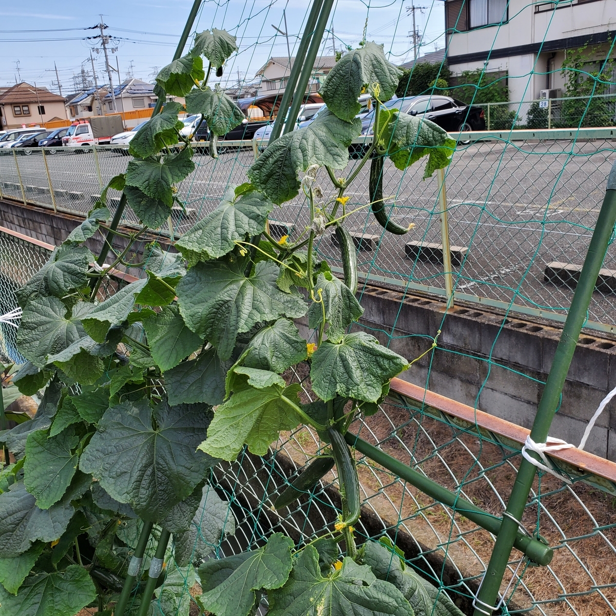 f:id:kfujiiasa:20200621095309j:plain f:id:kfujiiasa:20200621095309j:plain