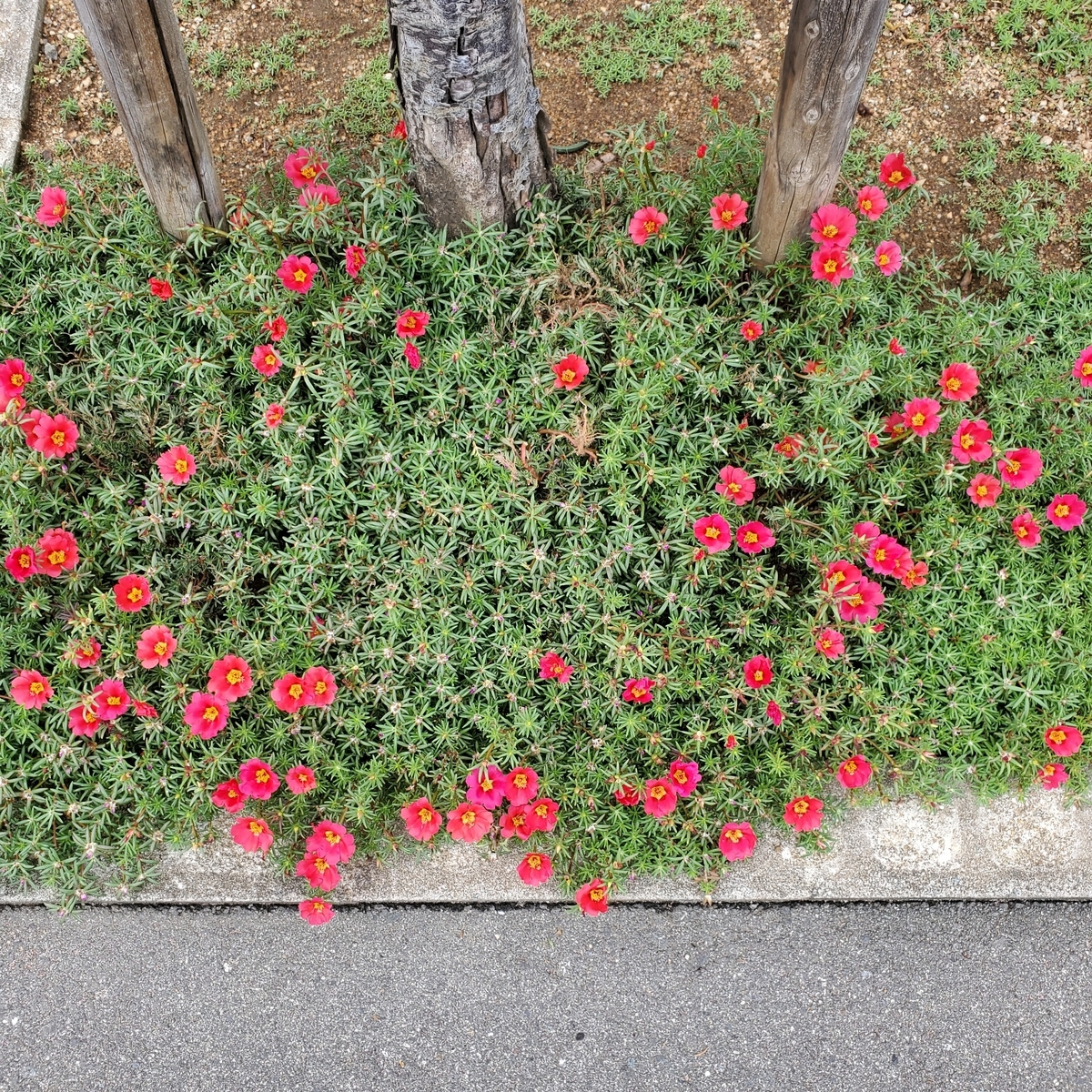 f:id:kfujiiasa:20200628142649j:plain