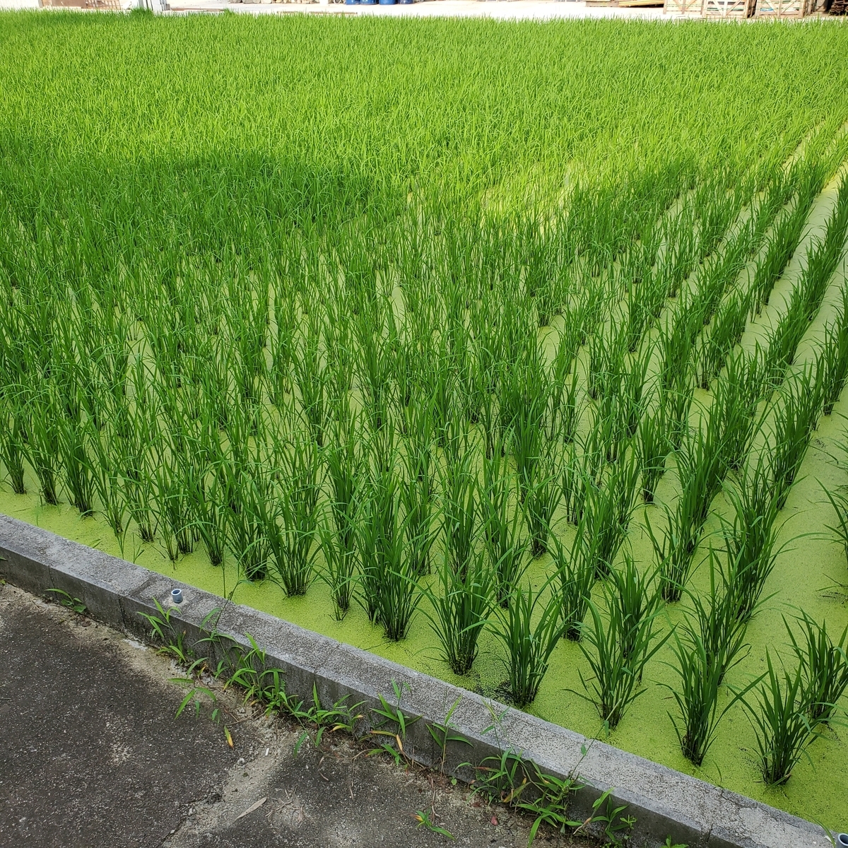 f:id:kfujiiasa:20200720073447j:plain f:id:kfujiiasa:20200720073447j:plain