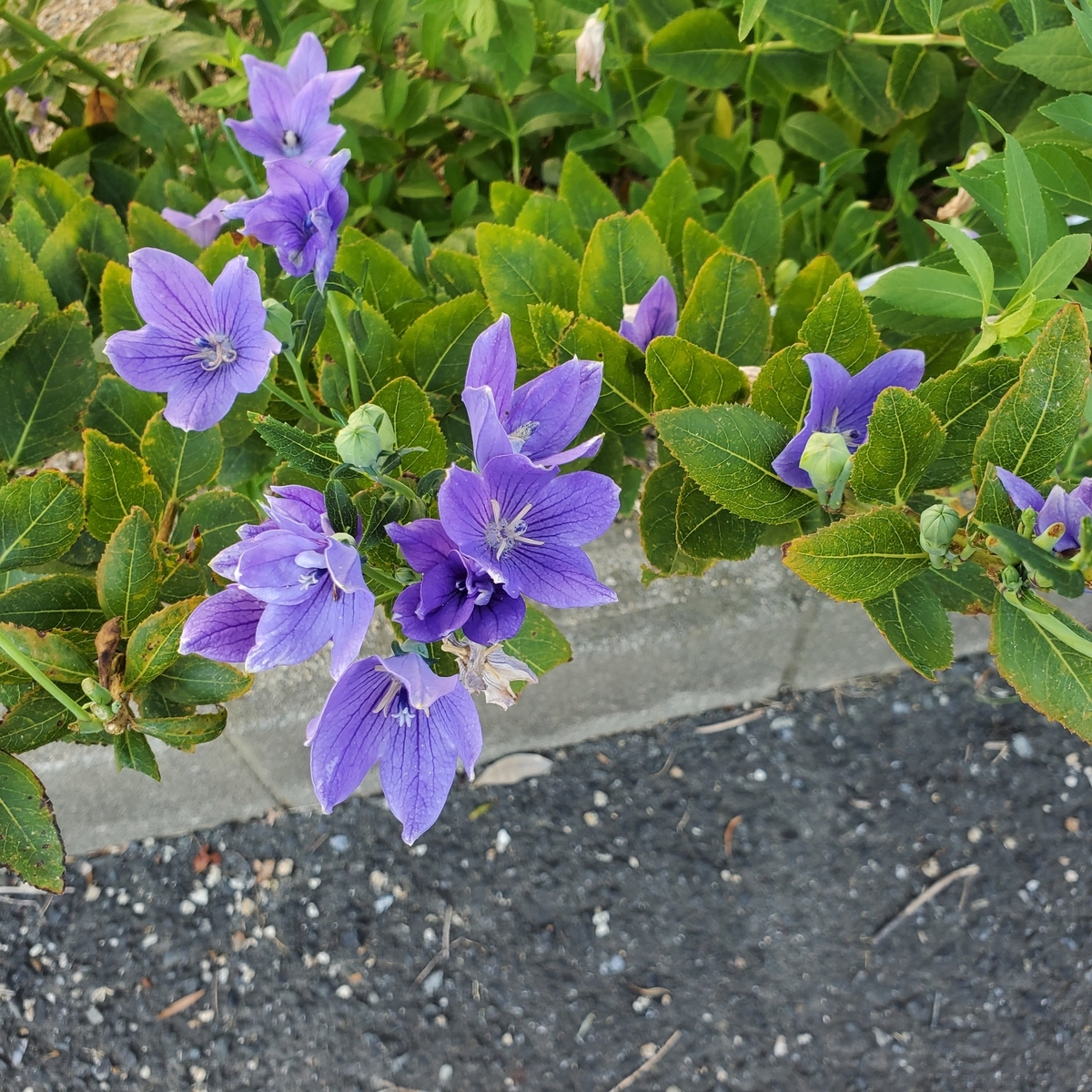 f:id:kfujiiasa:20200826083254j:plain f:id:kfujiiasa:20200826083254j:plain