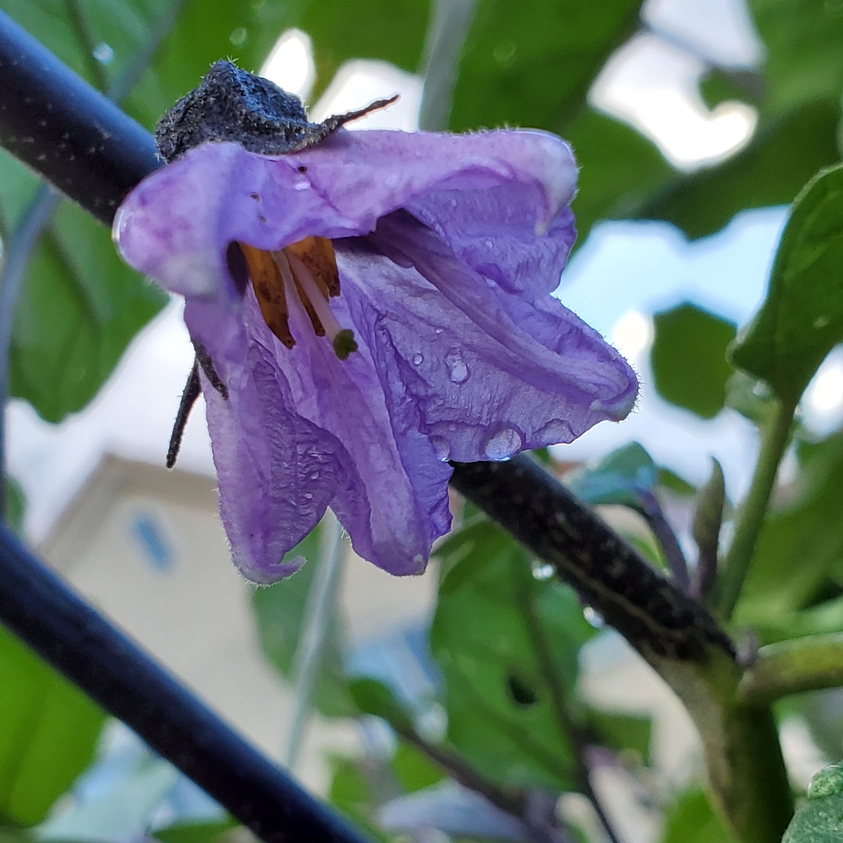 f:id:kfujiiasa:20200905163004j:plain f:id:kfujiiasa:20200905163004j:plain
