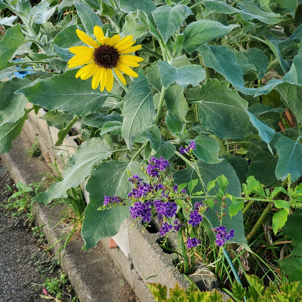 f:id:kfujiiasa:20200906074522j:plain f:id:kfujiiasa:20200906074522j:plain