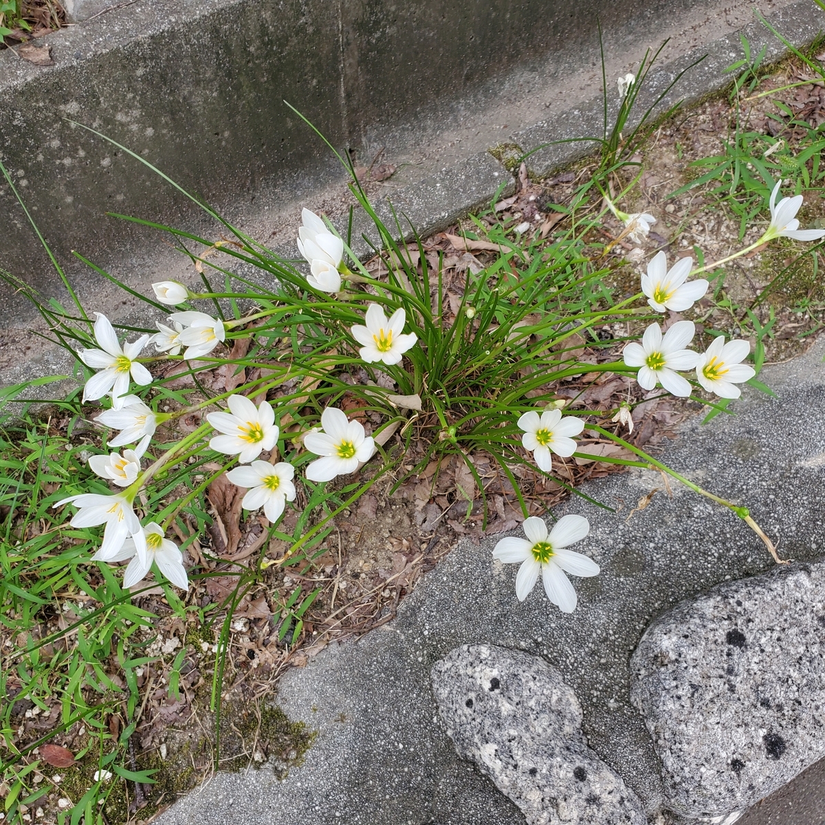 f:id:kfujiiasa:20200916081624j:plain
