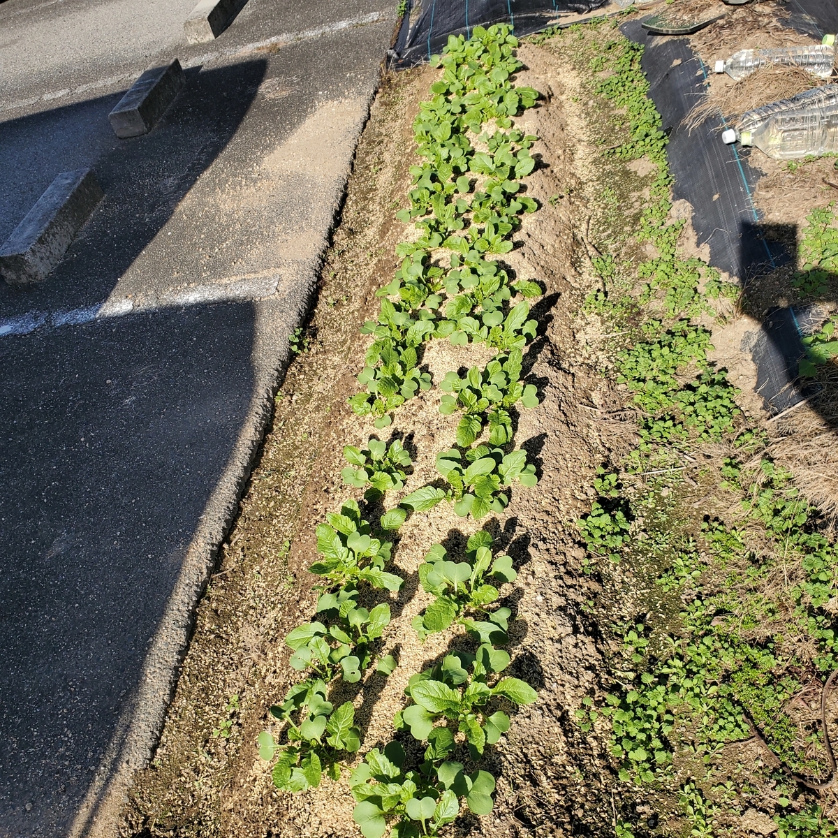 f:id:kfujiiasa:20201130133155j:plain