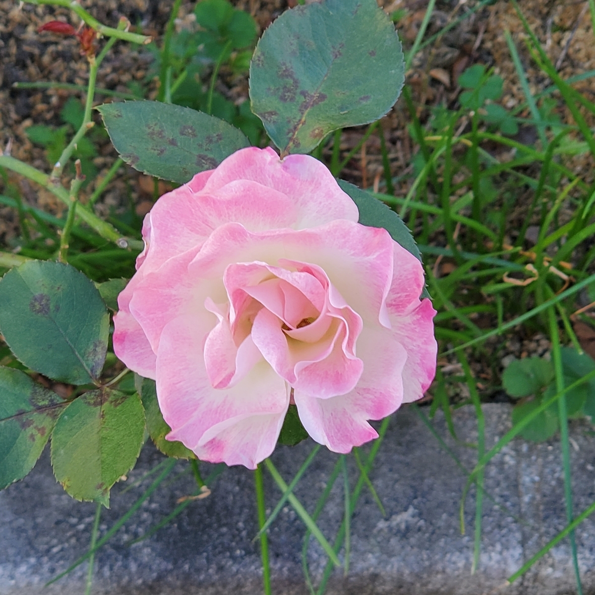 f:id:kfujiiasa:20201212103056j:plain