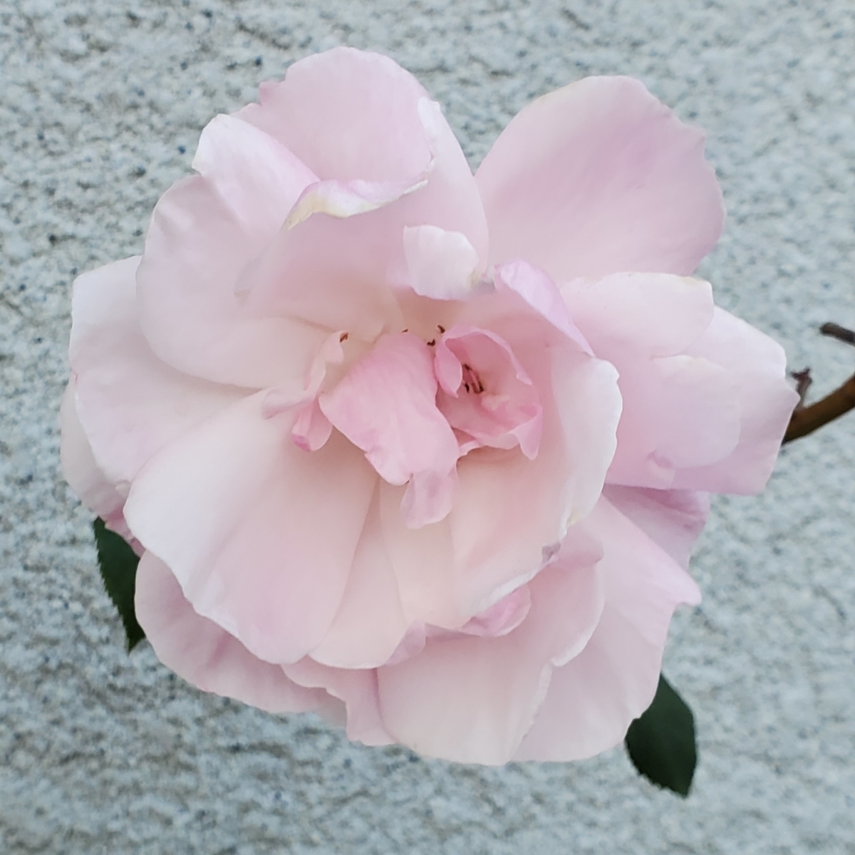 f:id:kfujiiasa:20201218160152j:plain