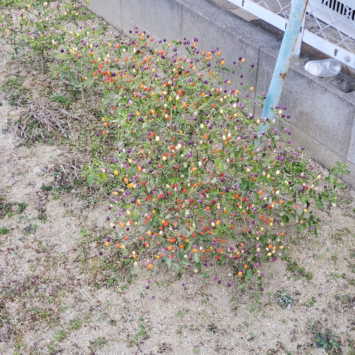 f:id:kfujiiasa:20210109094345j:plain