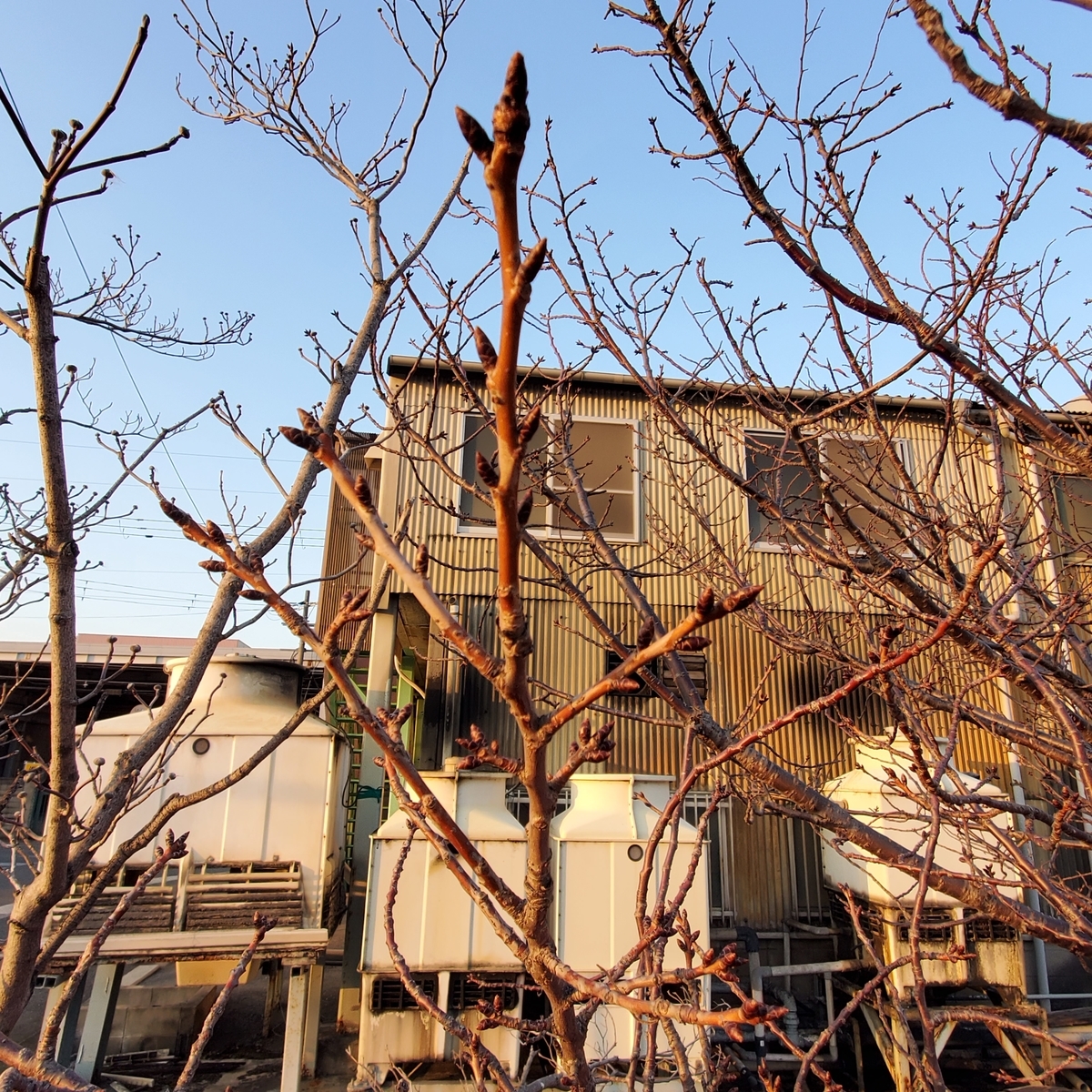 f:id:kfujiiasa:20210213181747j:plain