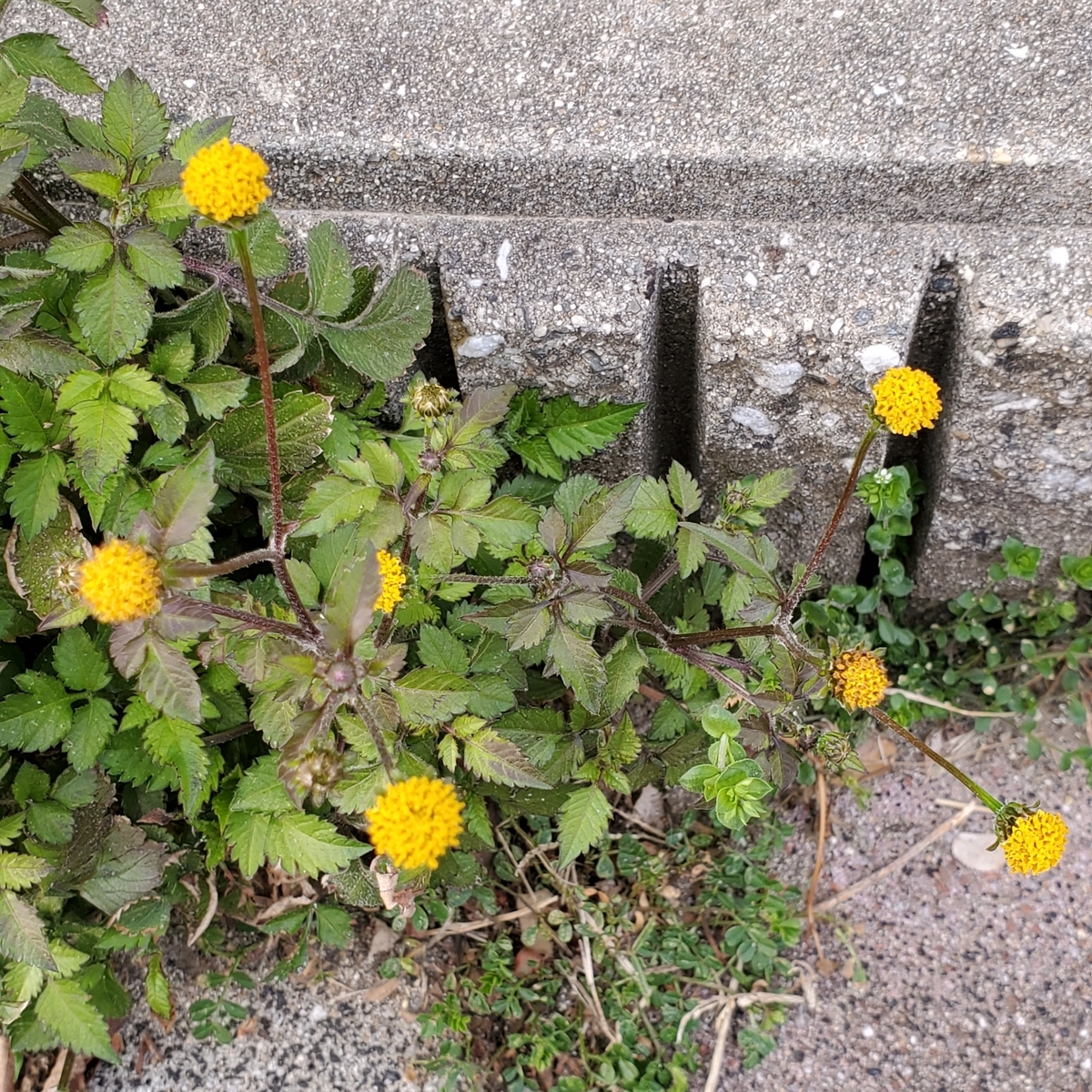 f:id:kfujiiasa:20210312172226j:plain