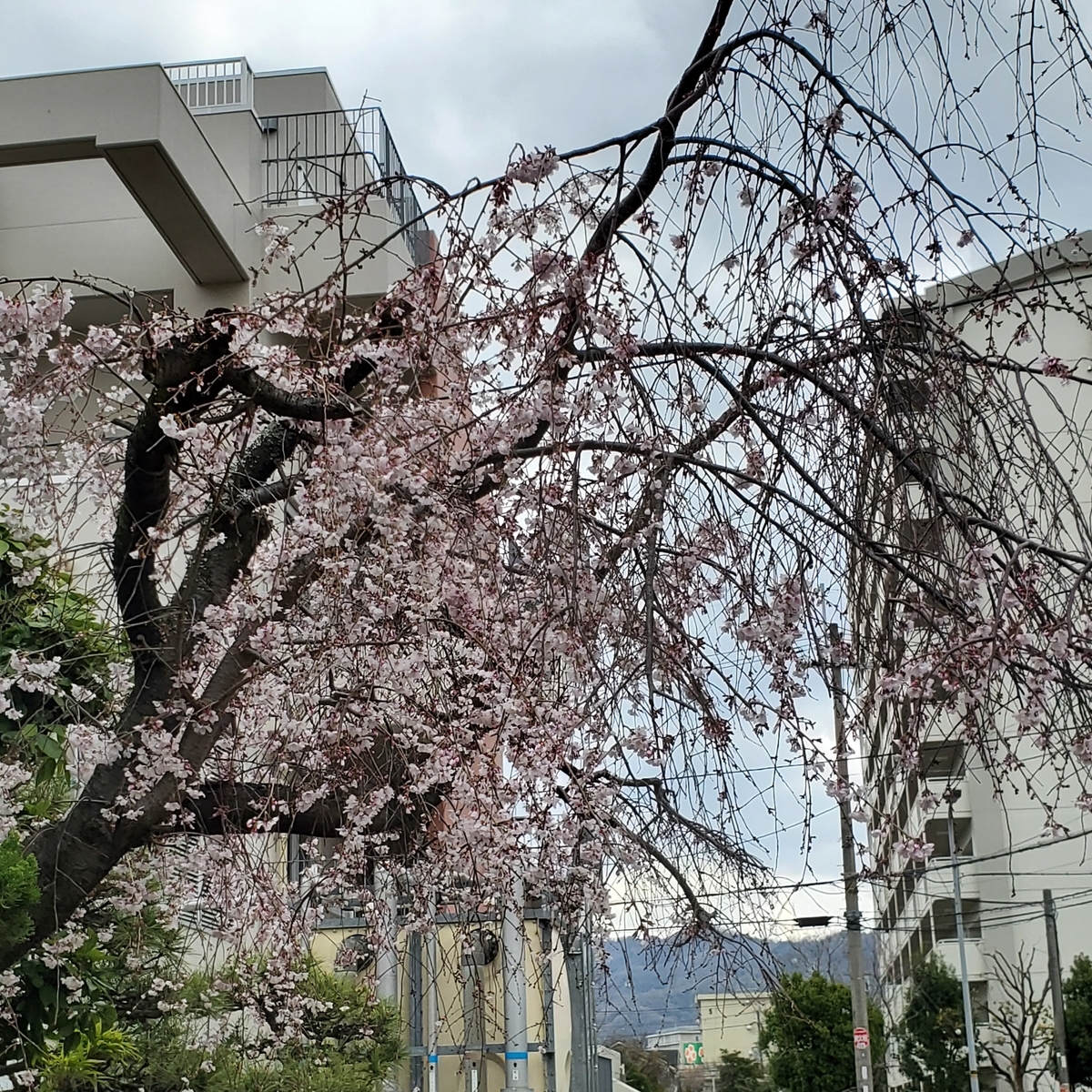 f:id:kfujiiasa:20210322151539j:plain