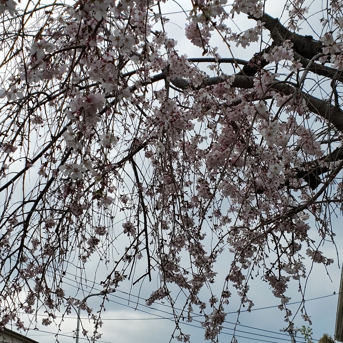 f:id:kfujiiasa:20210322151620j:plain