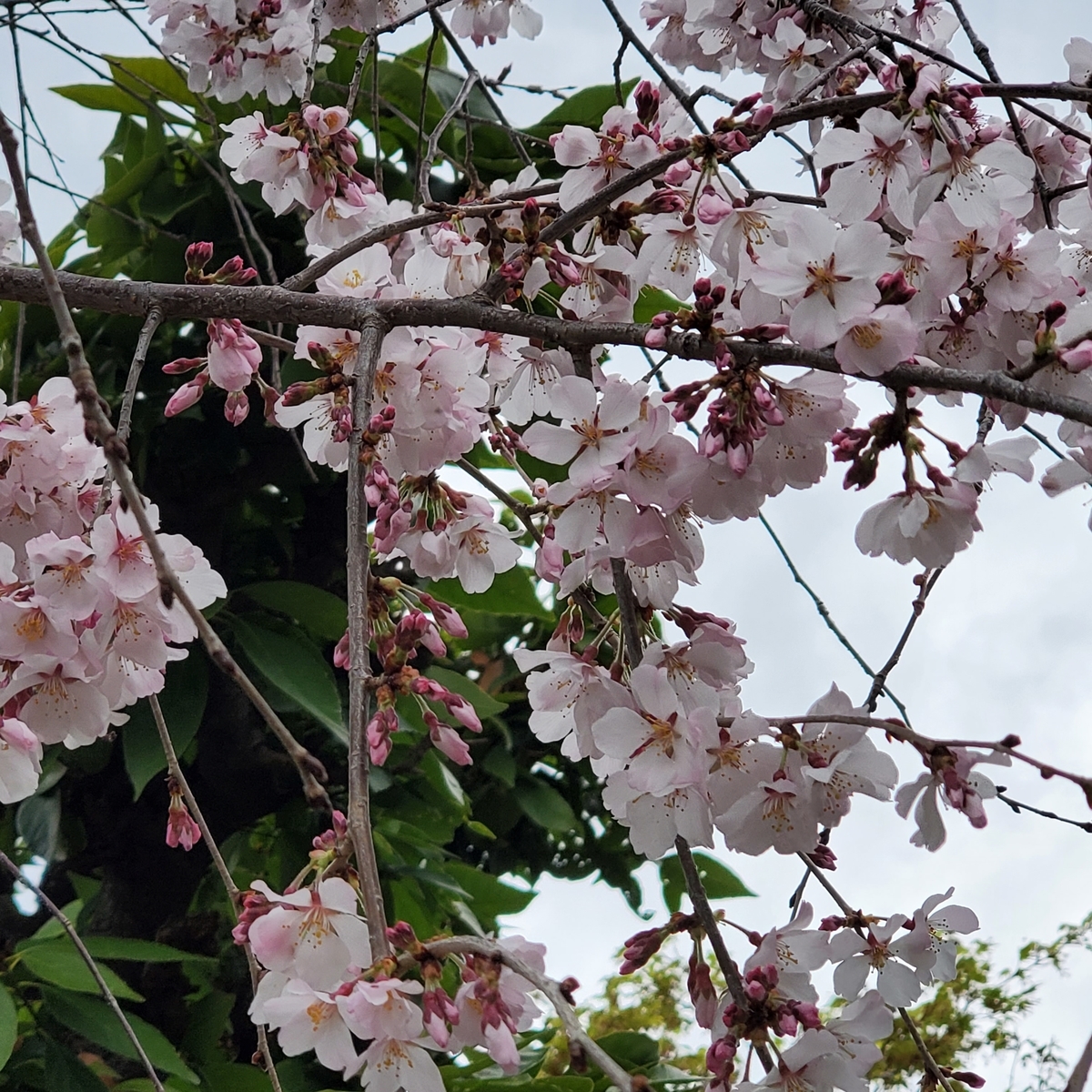 f:id:kfujiiasa:20210322151857j:plain