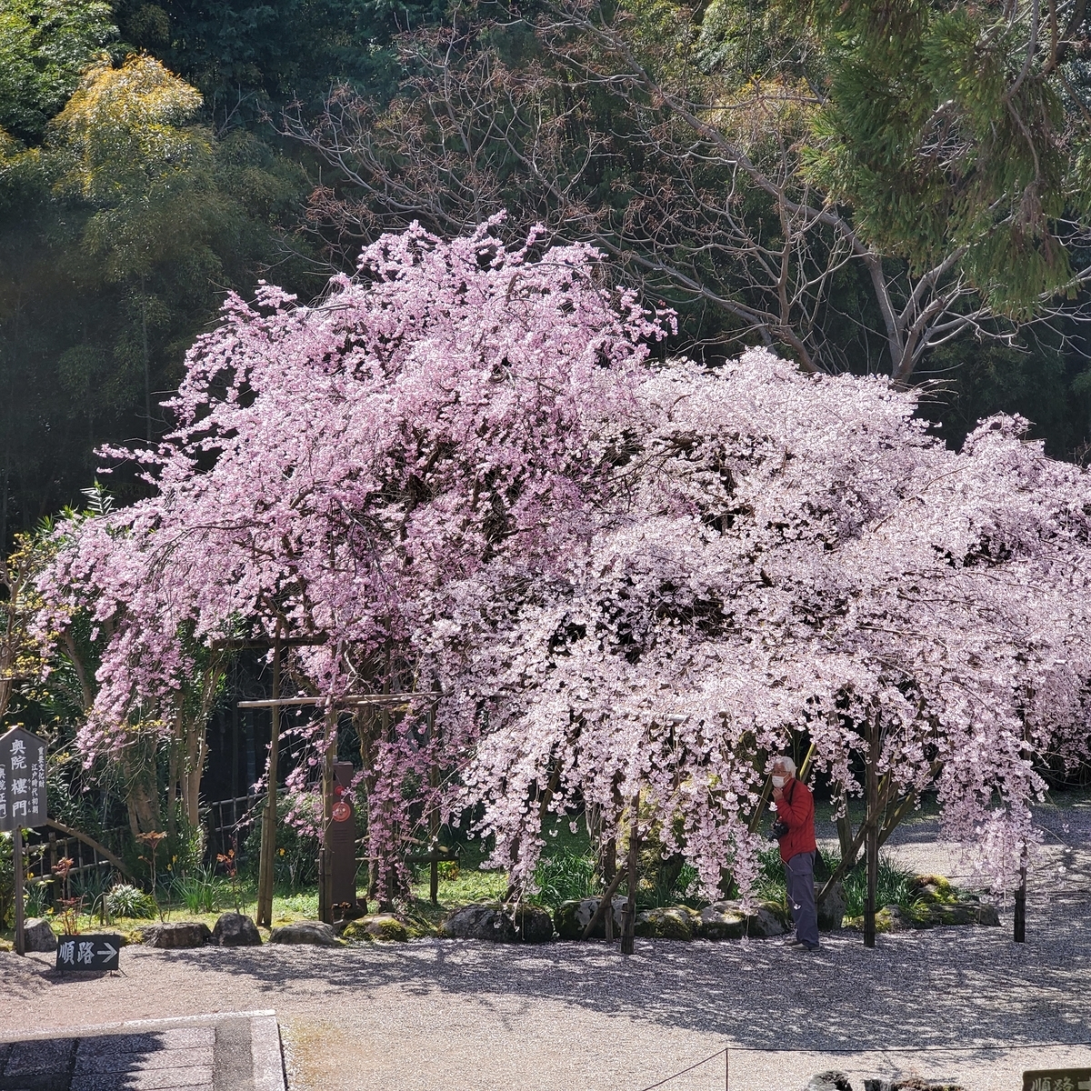f:id:kfujiiasa:20210323162053j:plain