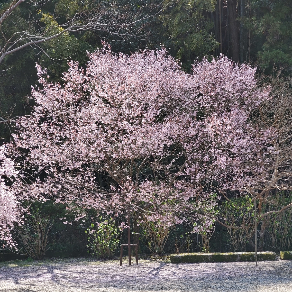 f:id:kfujiiasa:20210323162201j:plain