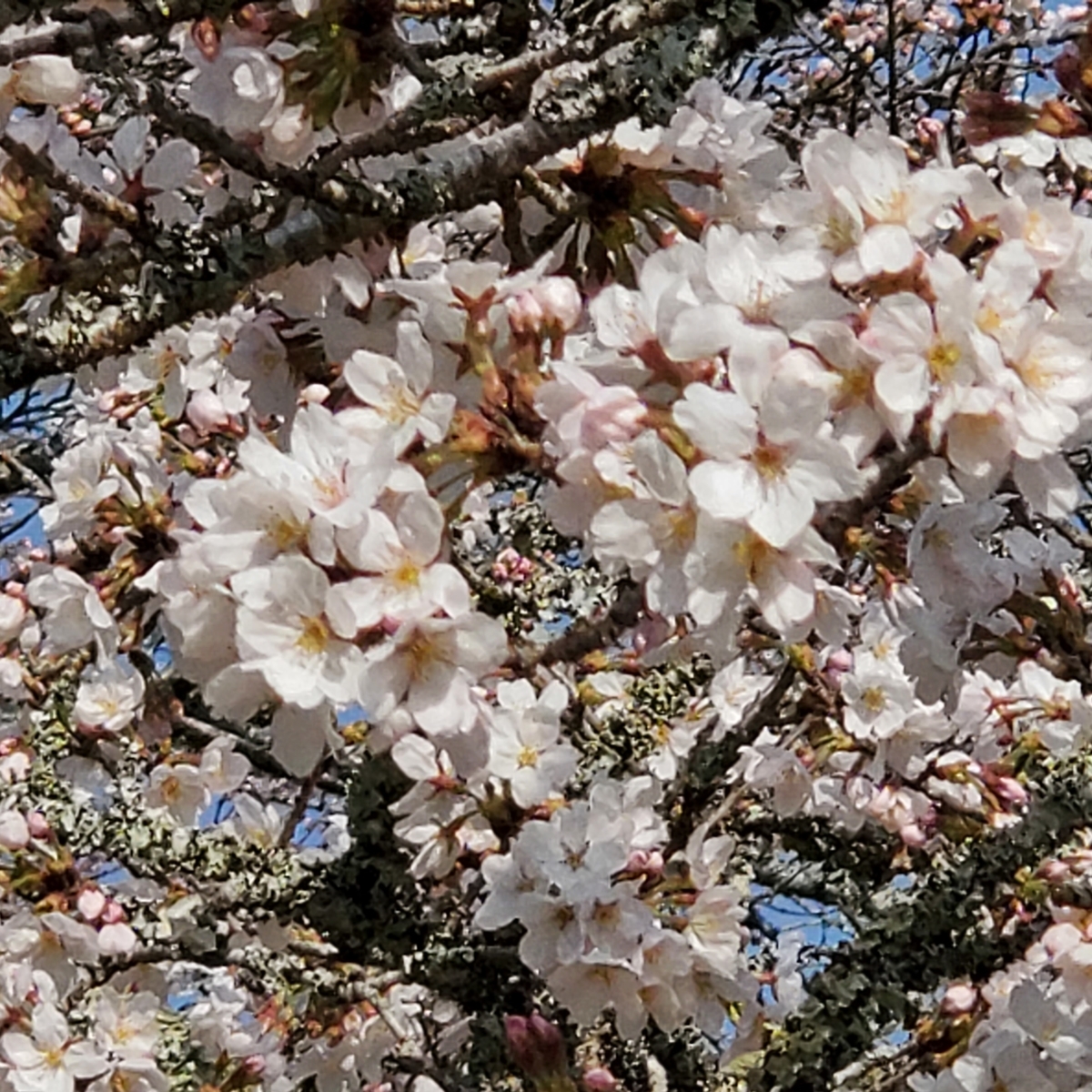 f:id:kfujiiasa:20210327100751j:plain