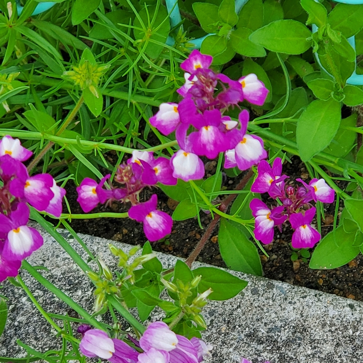 f:id:kfujiiasa:20210330132937j:plain