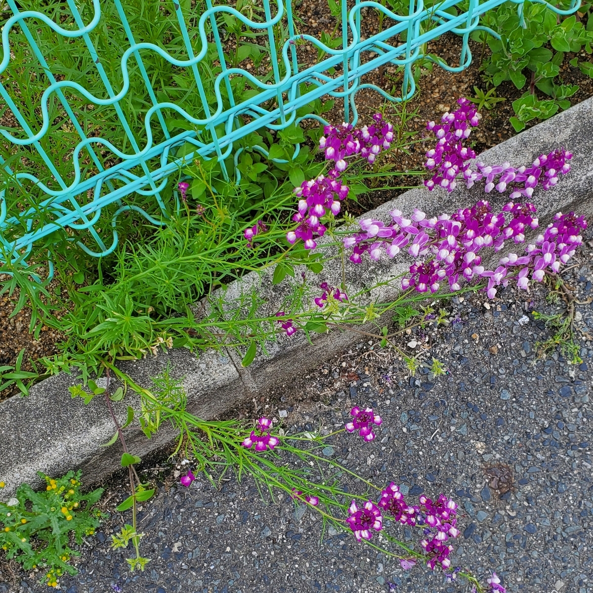 f:id:kfujiiasa:20210330133010j:plain