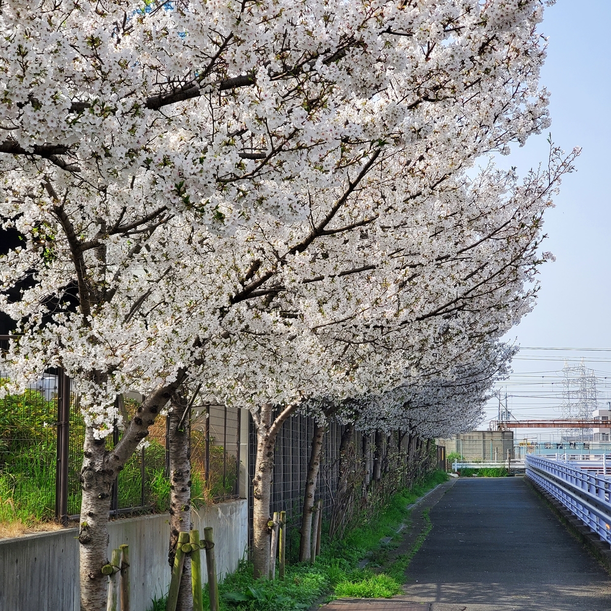 f:id:kfujiiasa:20210330141623j:plain