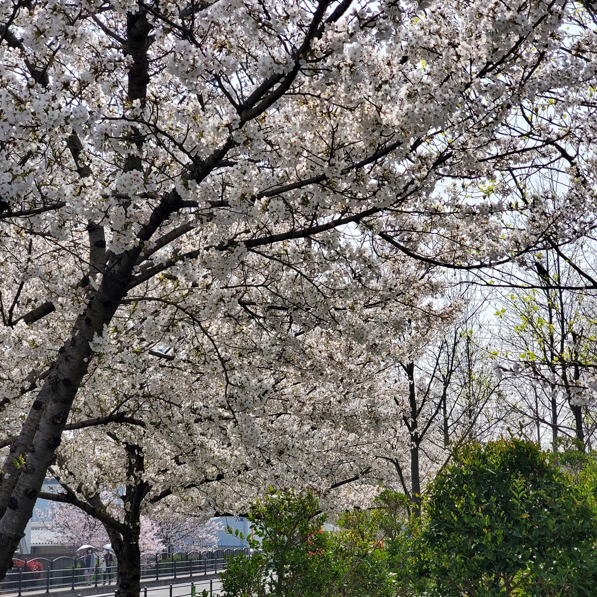 f:id:kfujiiasa:20210330141714j:plain