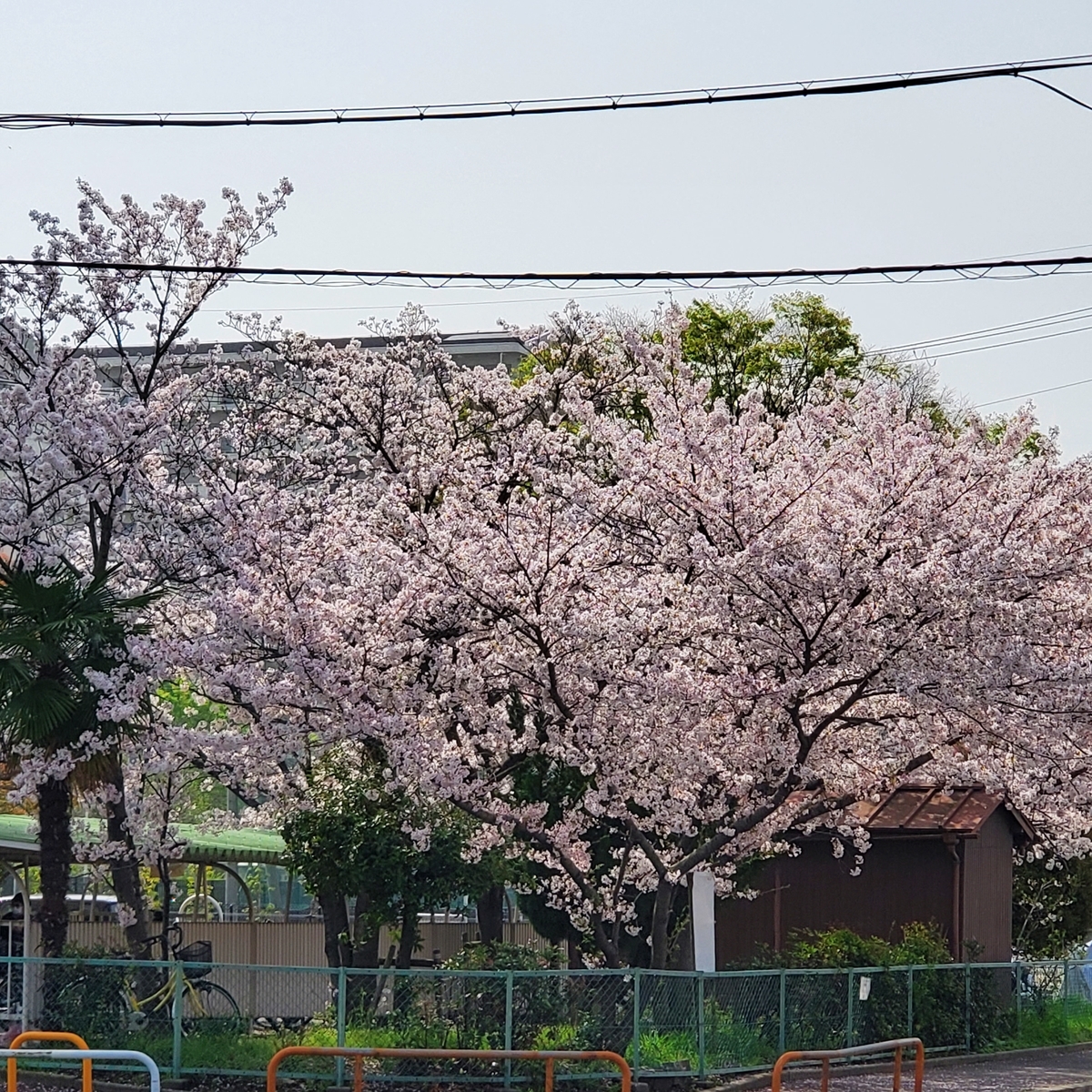 f:id:kfujiiasa:20210330141931j:plain