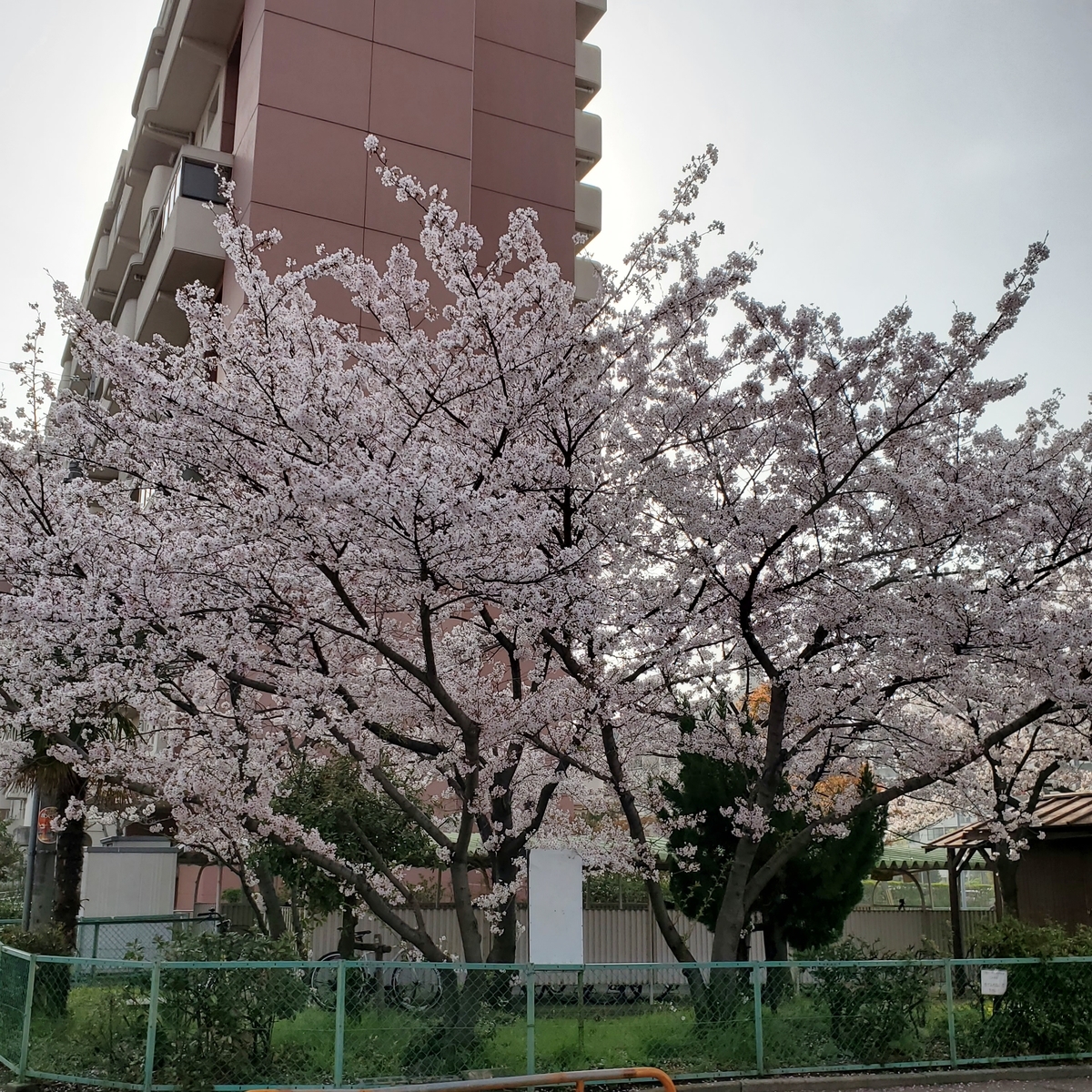 f:id:kfujiiasa:20210330142000j:plain
