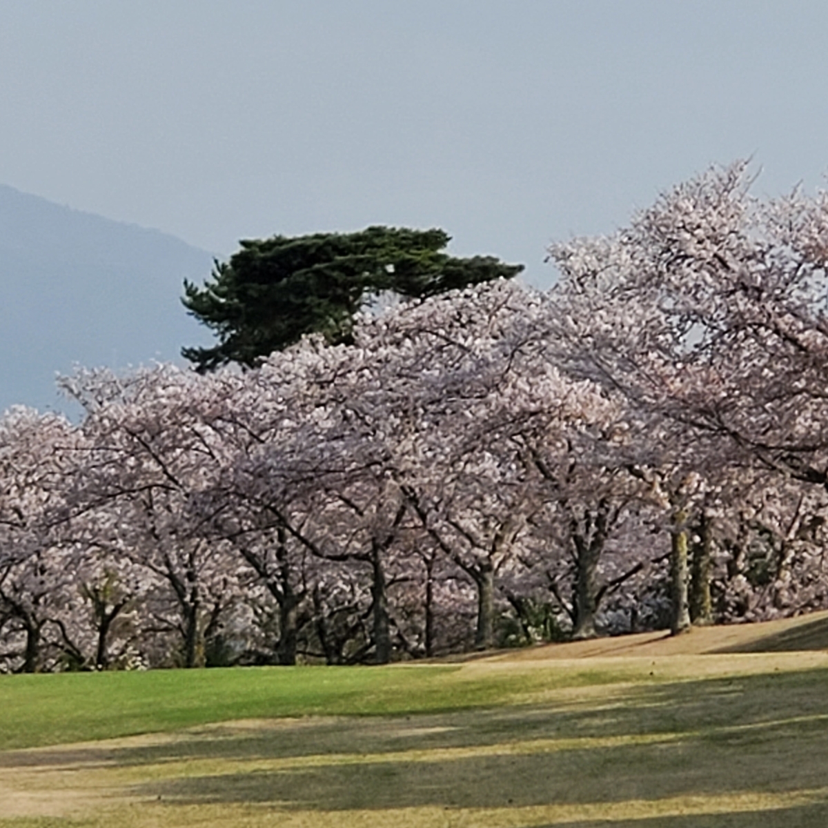 f:id:kfujiiasa:20210401200614j:plain