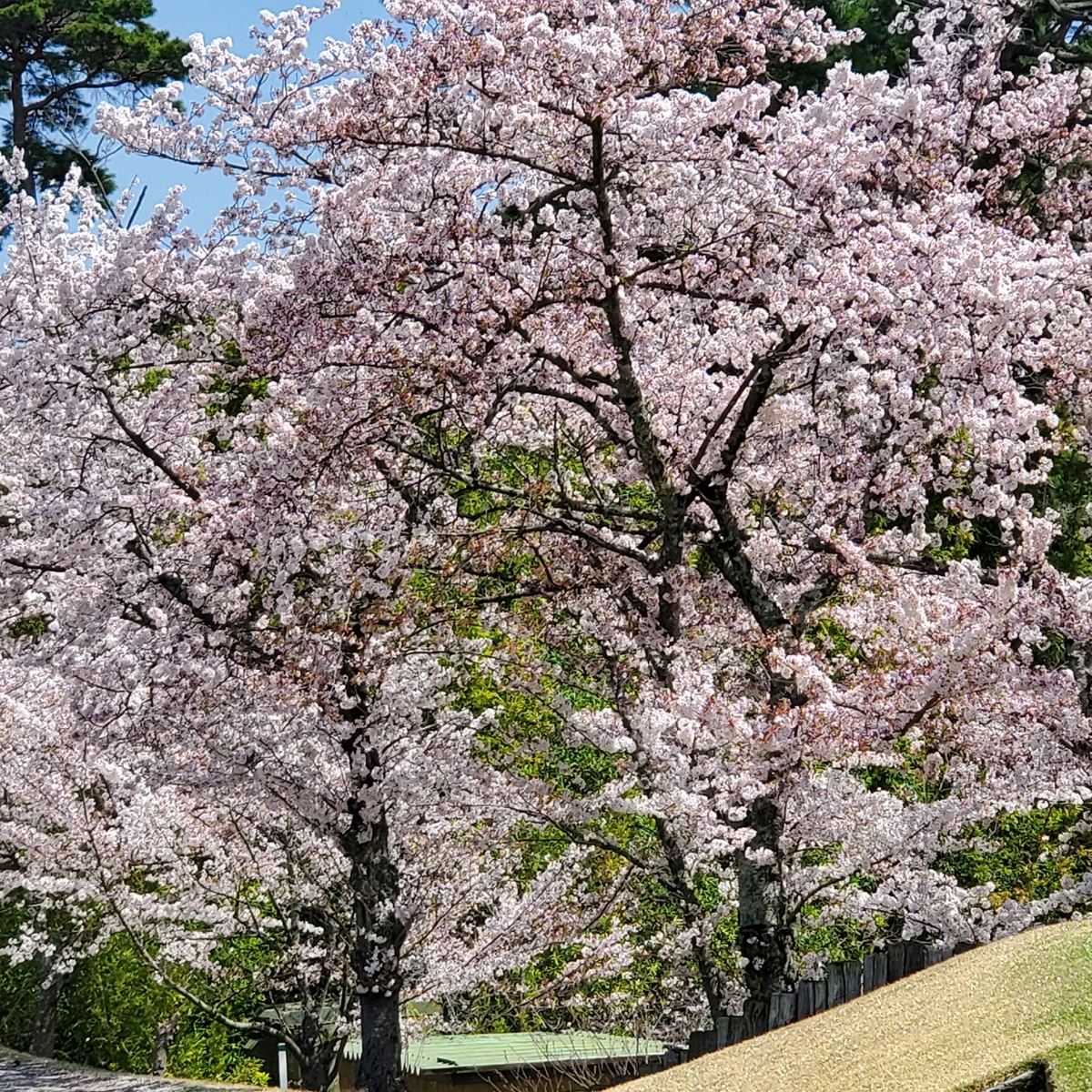 f:id:kfujiiasa:20210401200942j:plain