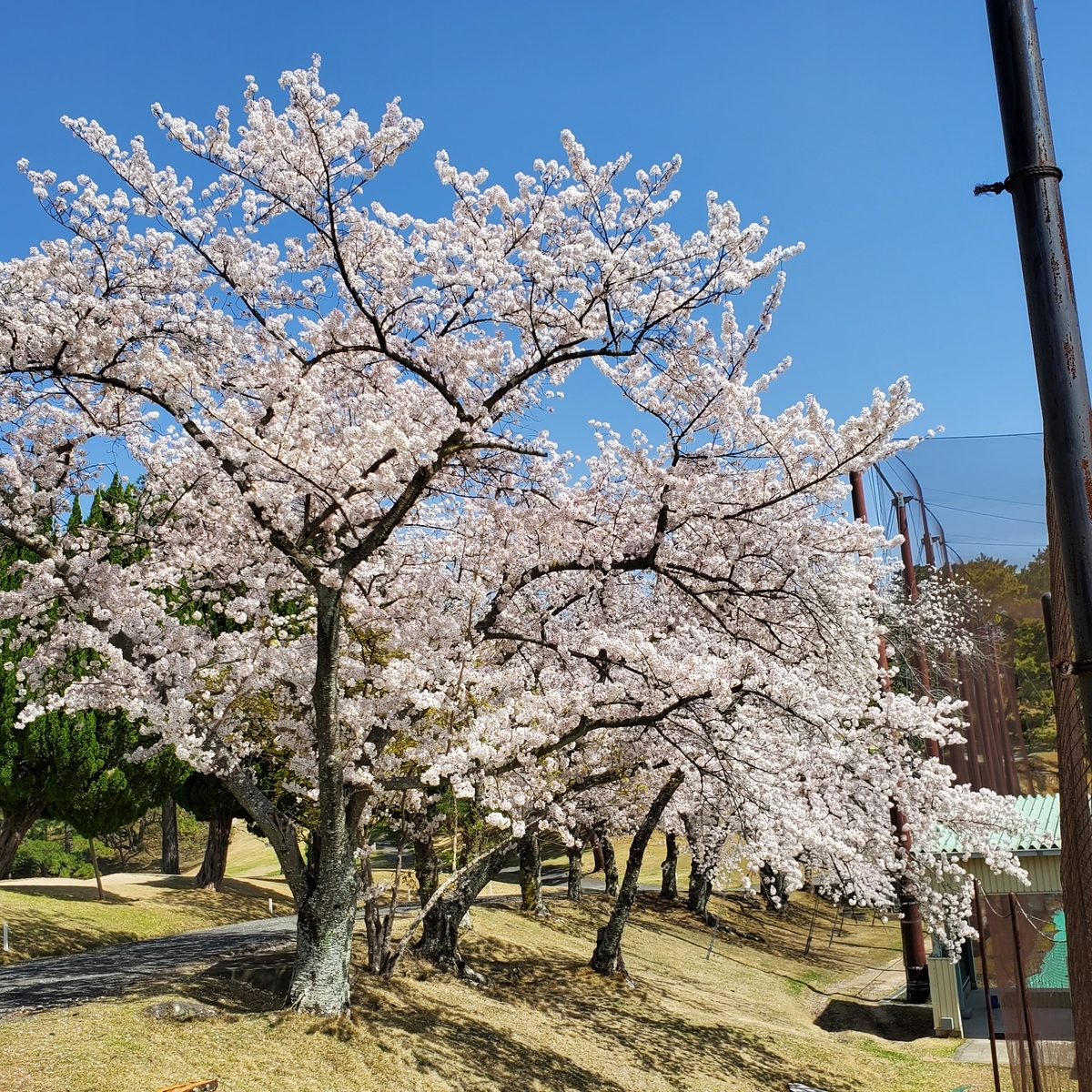 f:id:kfujiiasa:20210401201111j:plain