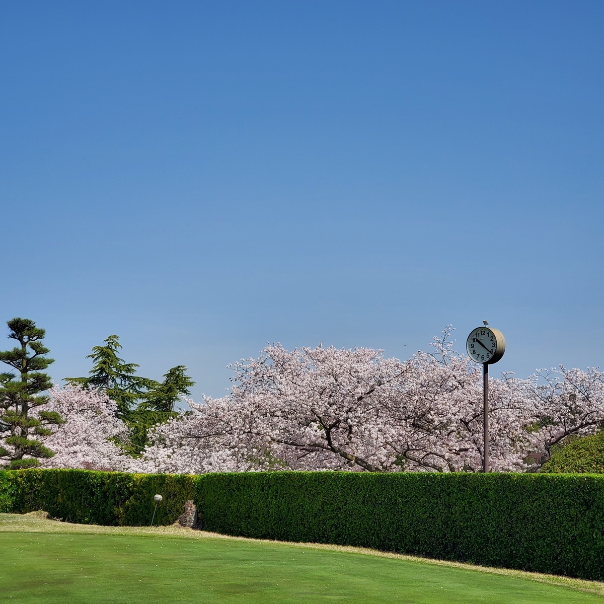 f:id:kfujiiasa:20210401201205j:plain