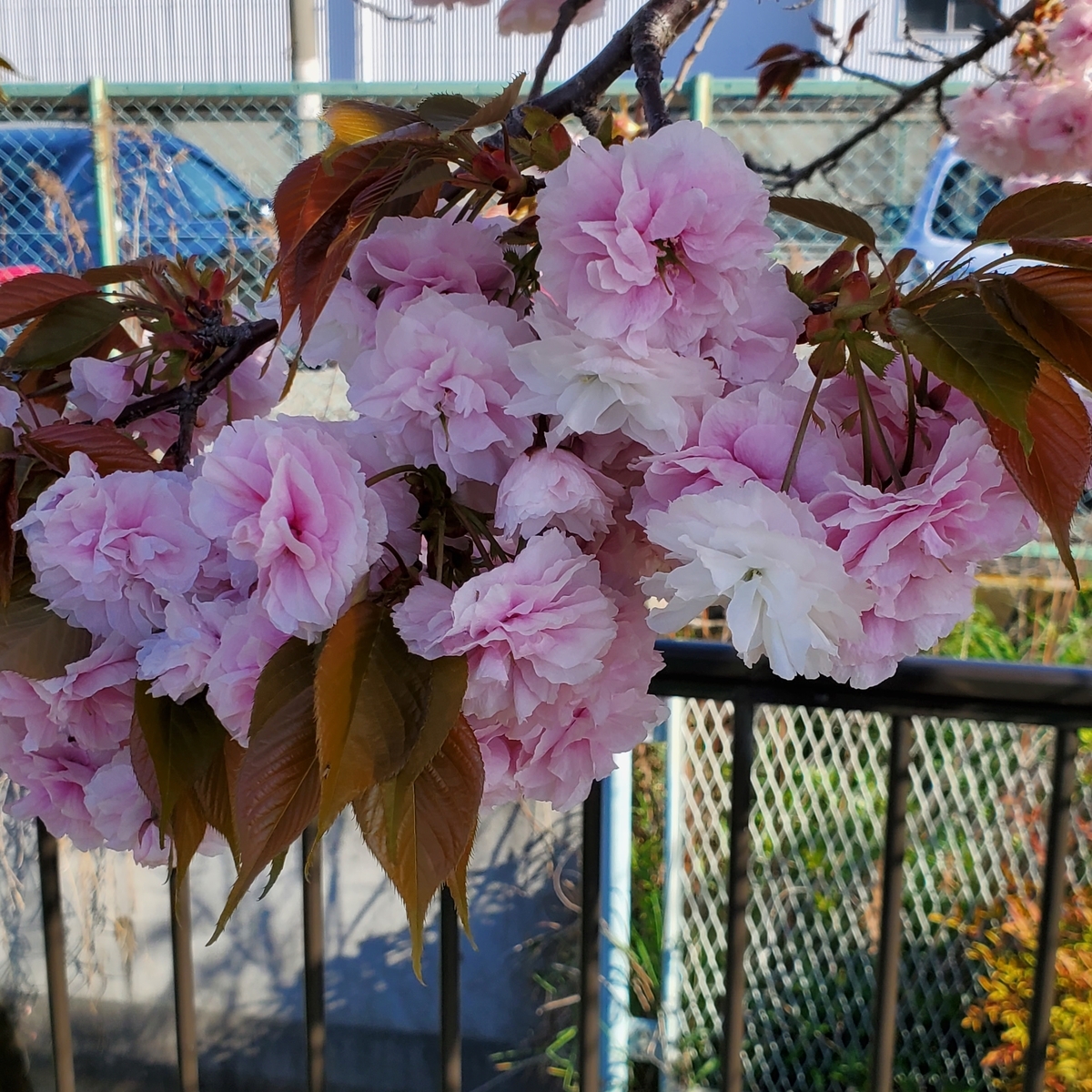f:id:kfujiiasa:20210407140337j:plain