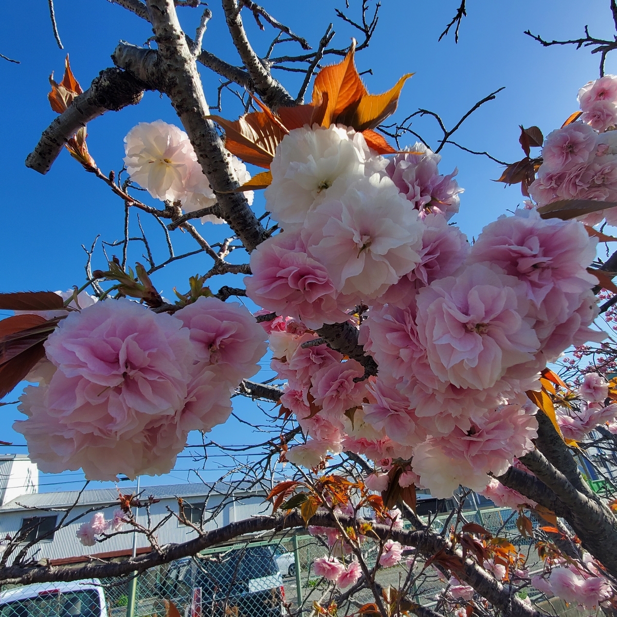 f:id:kfujiiasa:20210407140408j:plain