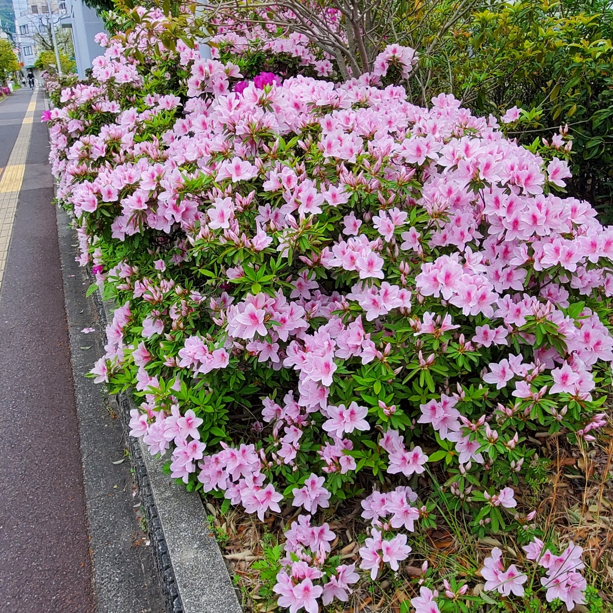 f:id:kfujiiasa:20210416121925j:plain