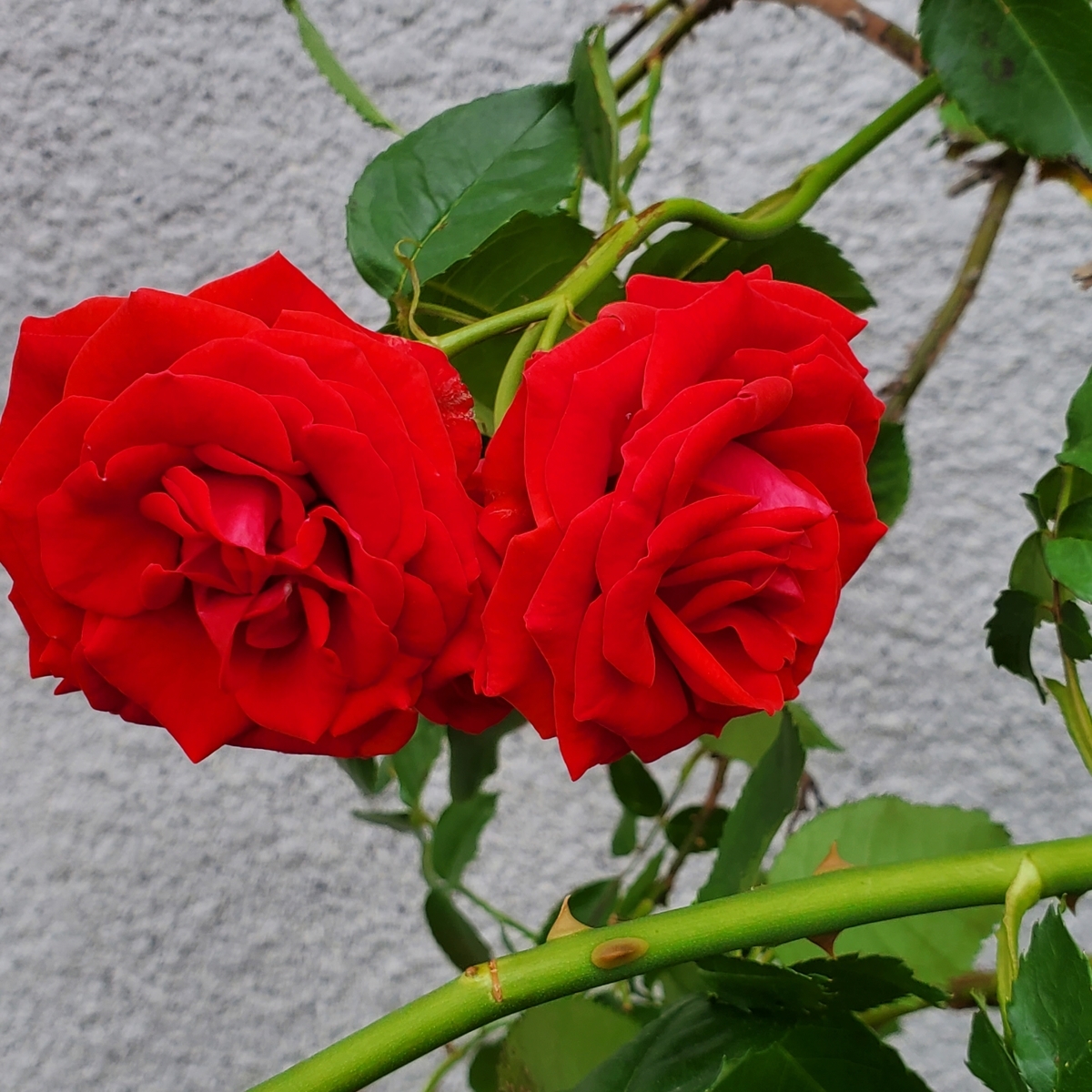 f:id:kfujiiasa:20210507140040j:plain