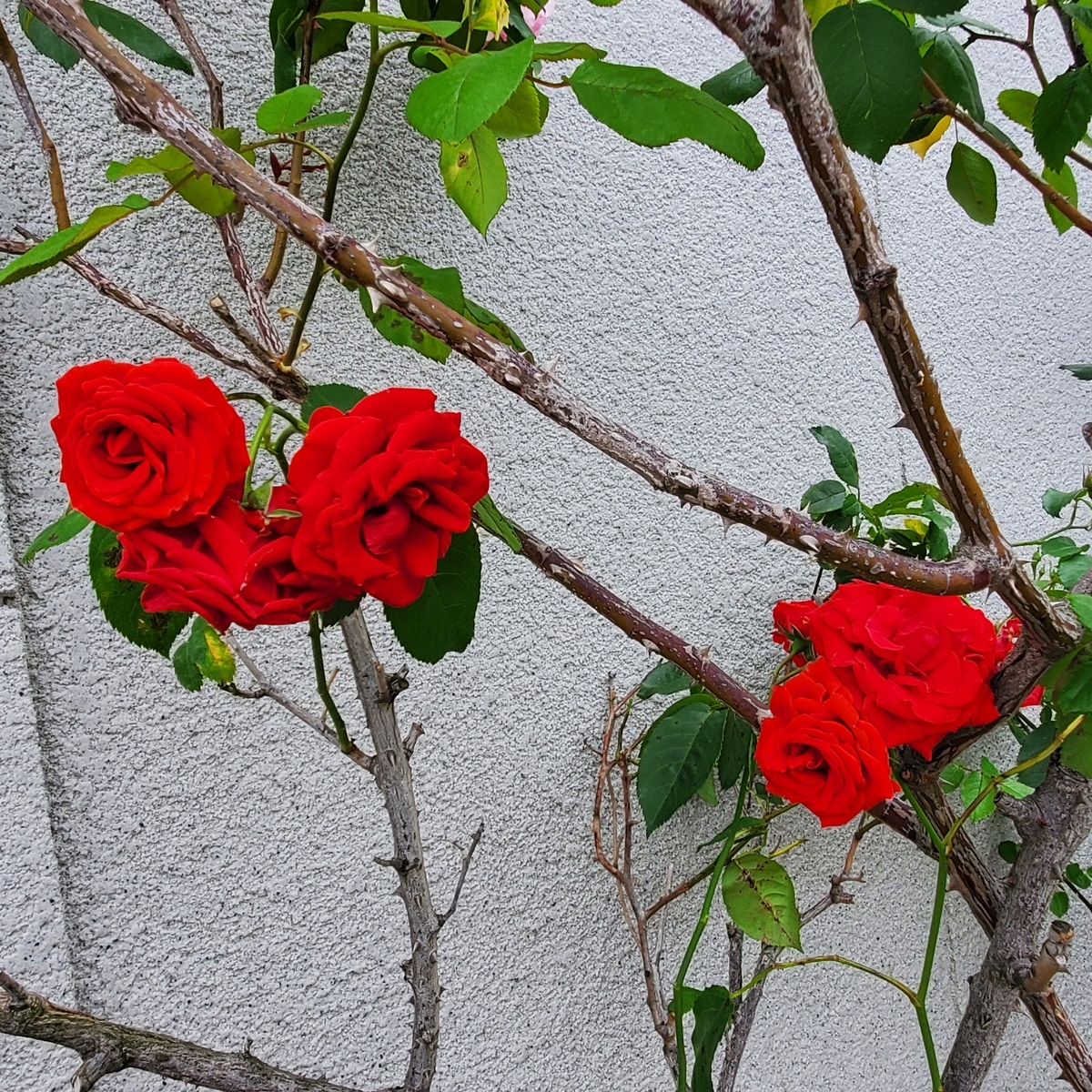 f:id:kfujiiasa:20210507140107j:plain