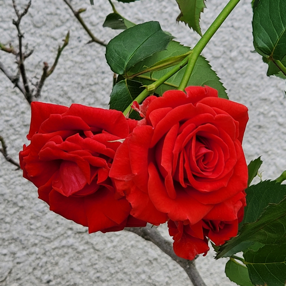 f:id:kfujiiasa:20210507140138j:plain