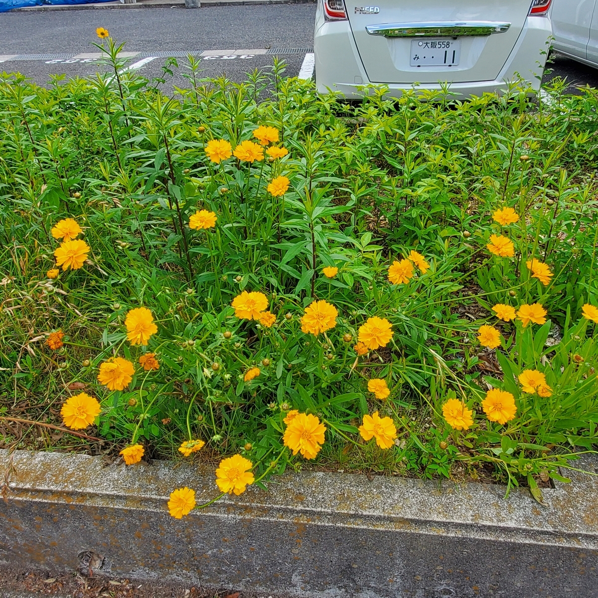 f:id:kfujiiasa:20210515110924j:plain
