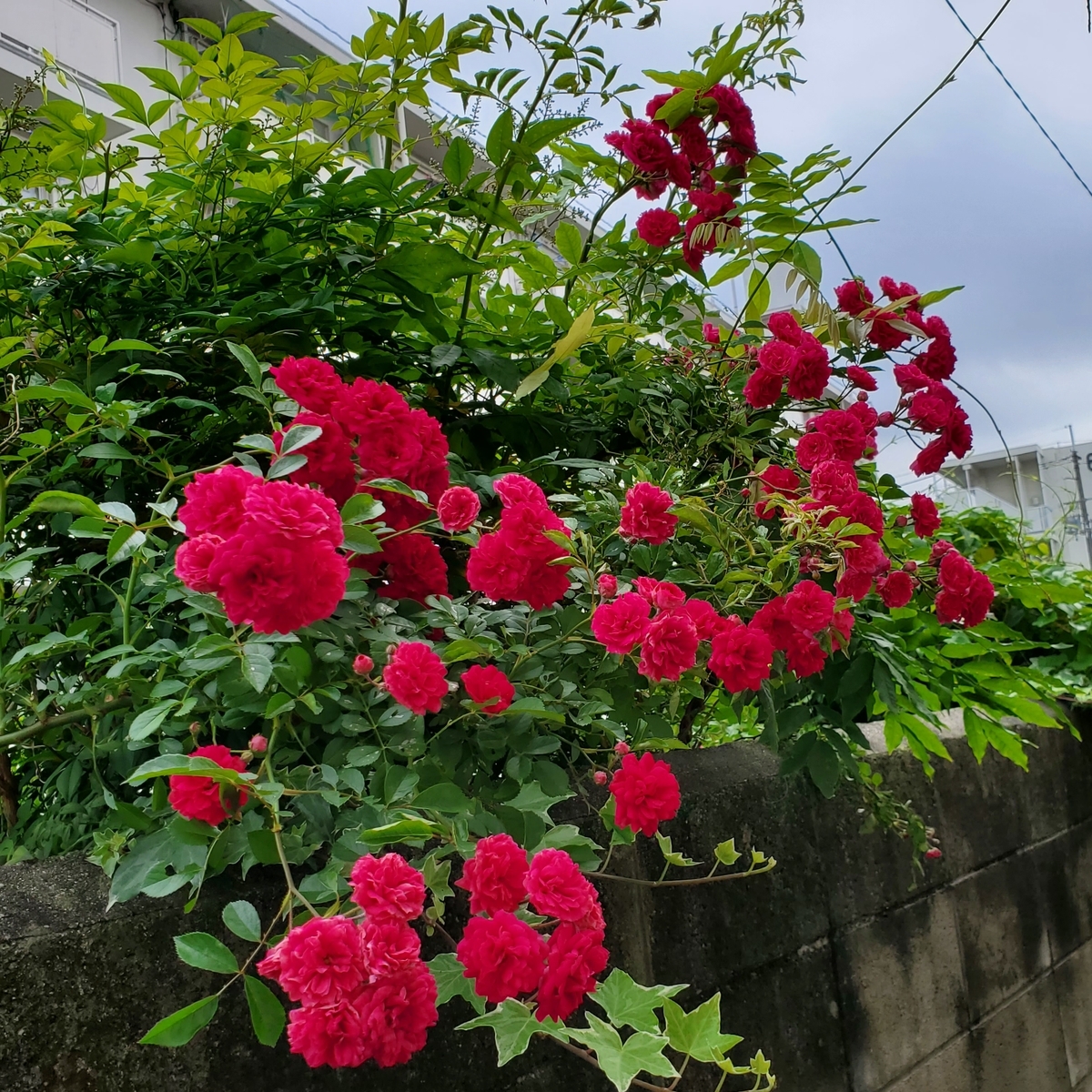 f:id:kfujiiasa:20210519151929j:plain
