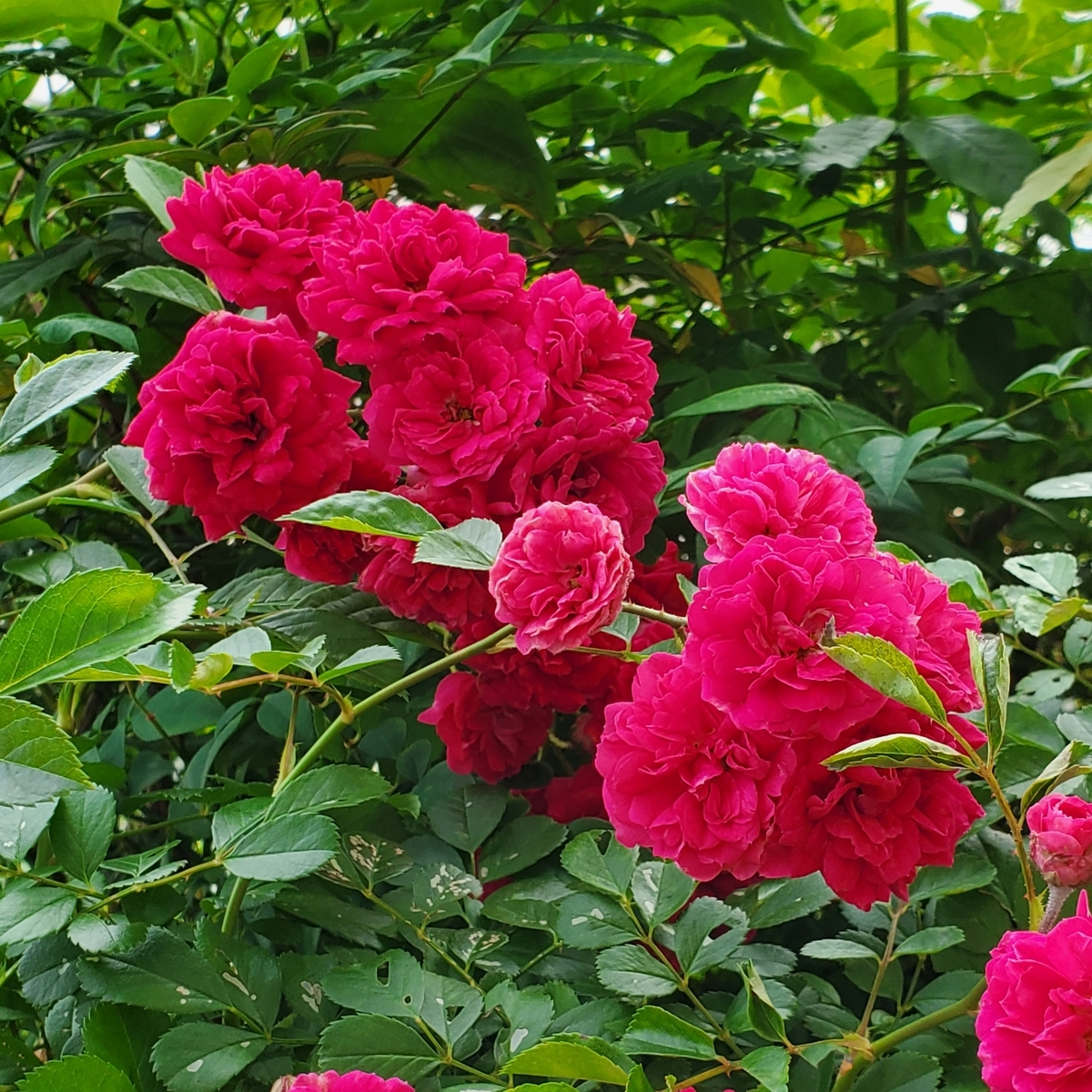 f:id:kfujiiasa:20210519152044j:plain
