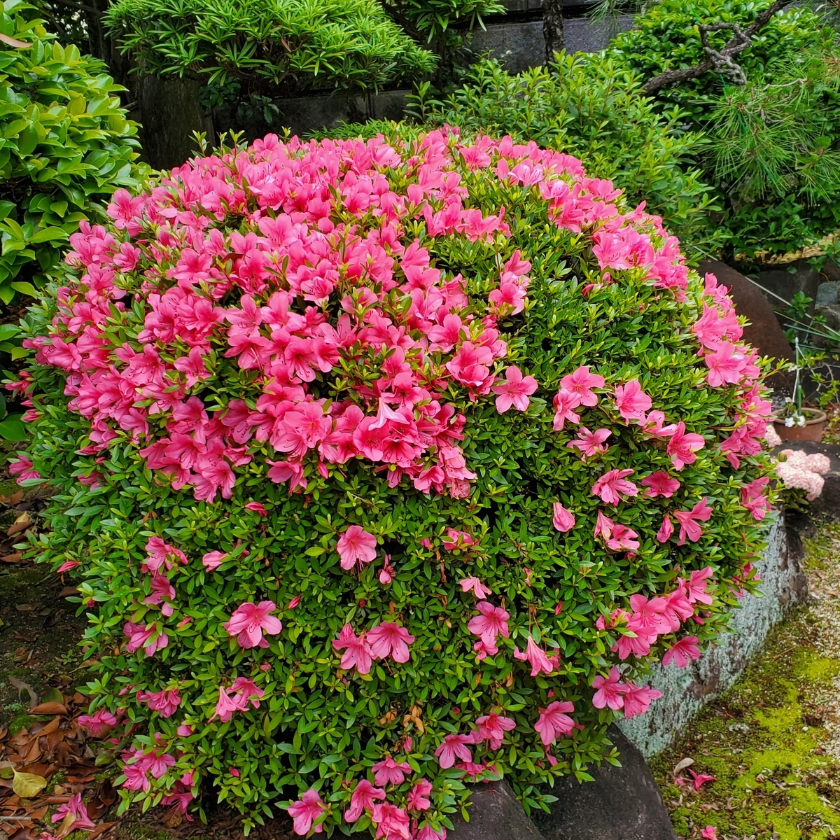 f:id:kfujiiasa:20210523125711j:plain